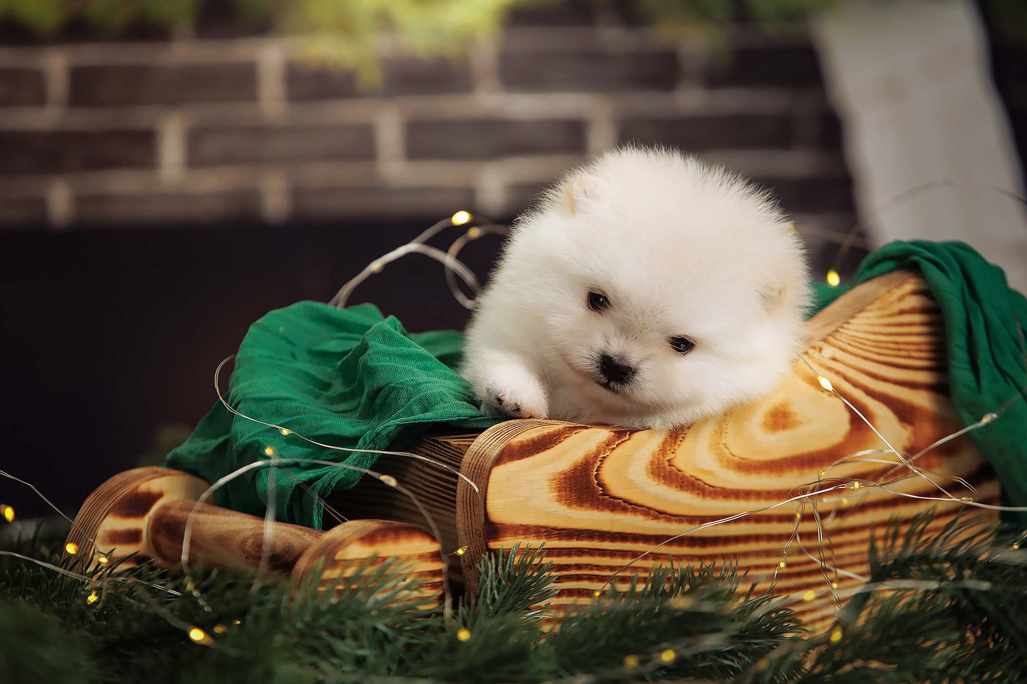 BABY TIME. Фотограф-анималист Саша Вязьмина