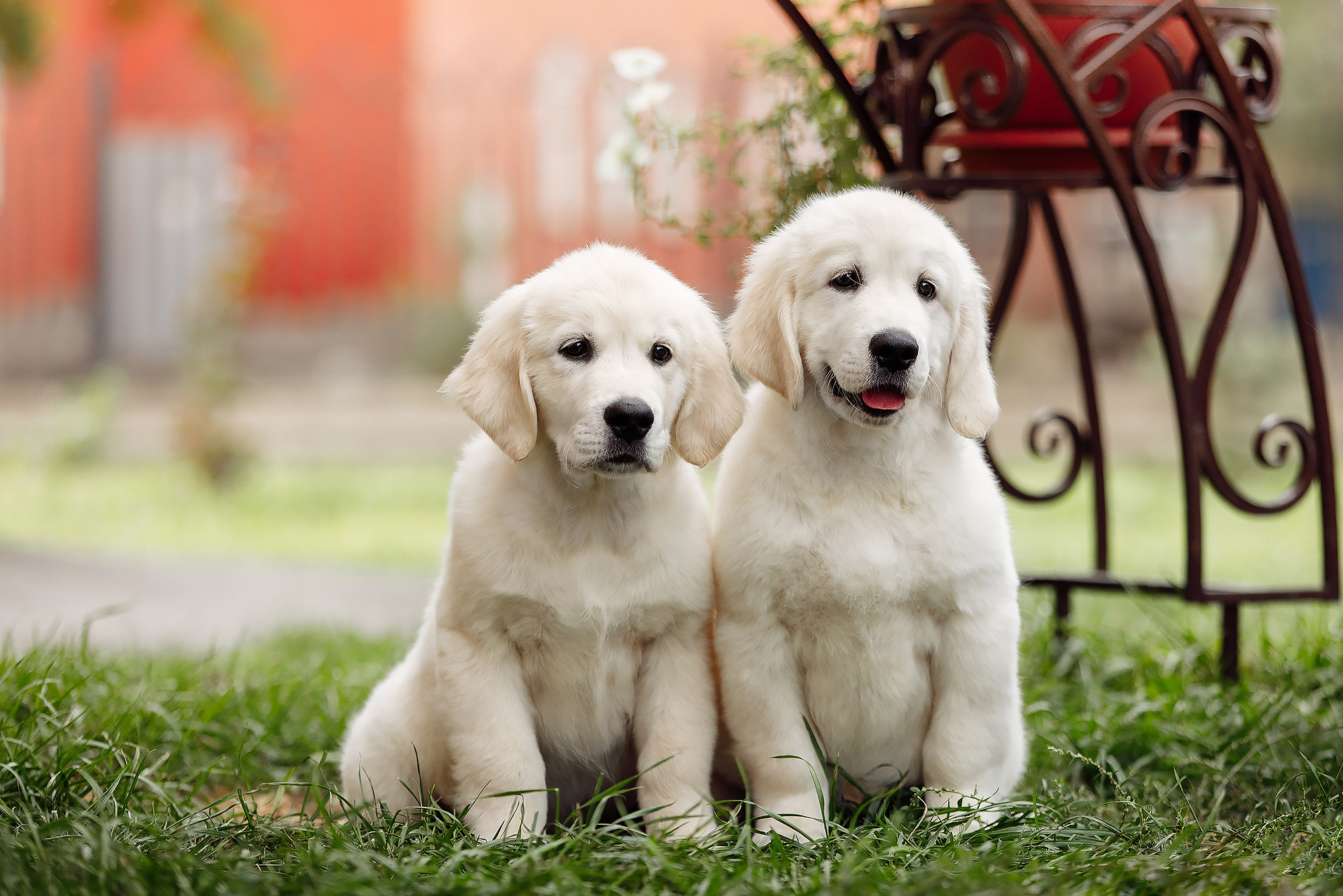 BABY TIME. Фотограф-анималист Саша Вязьмина