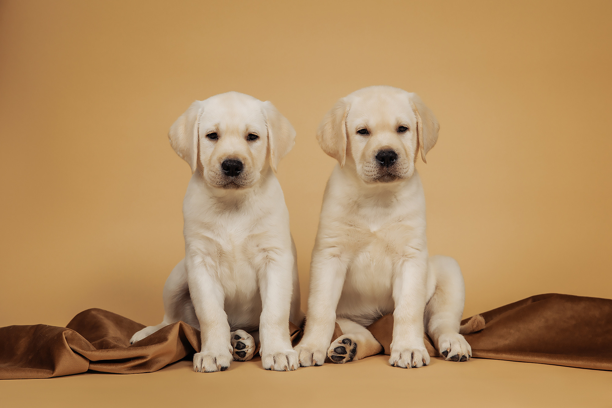 BABY TIME. Фотограф-анималист Саша Вязьмина