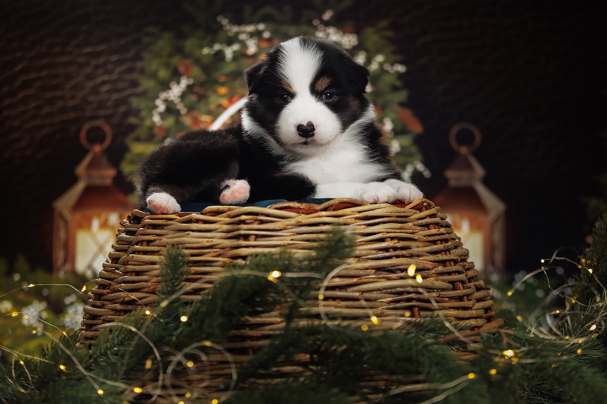 BABY TIME. Фотограф-анималист Саша Вязьмина