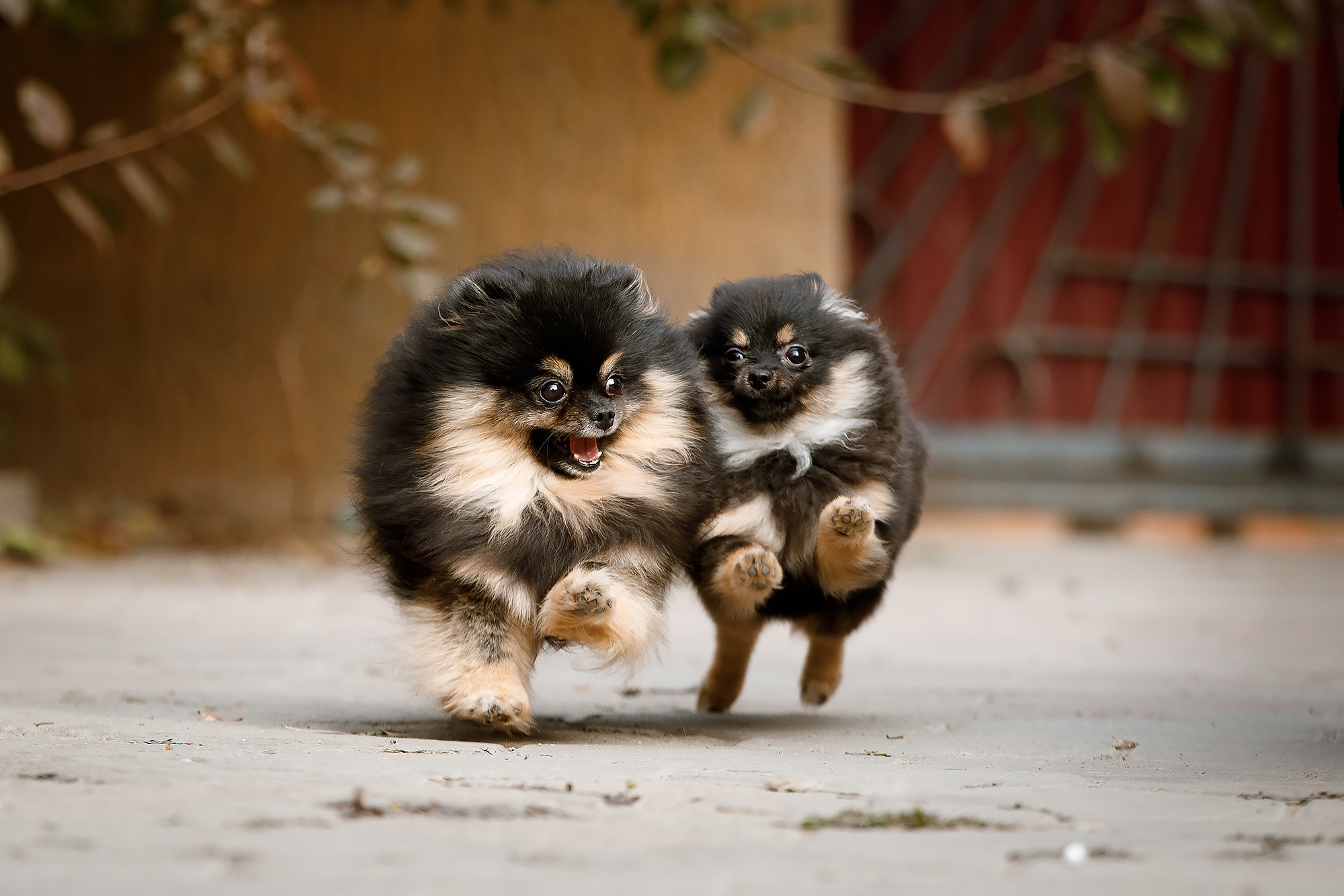 BABY TIME. Фотограф-анималист Саша Вязьмина