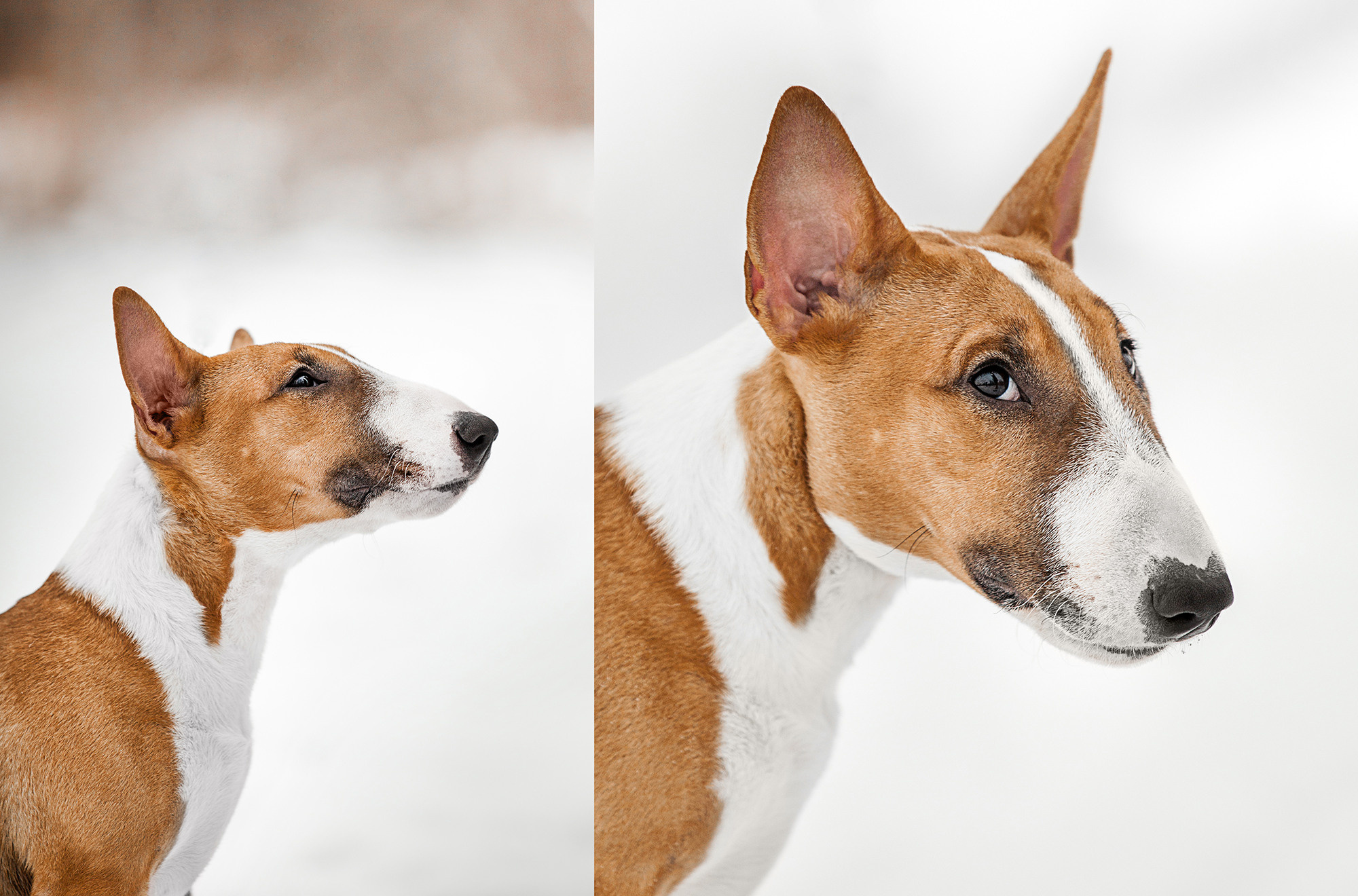 BABY TIME. Фотограф-анималист Саша Вязьмина