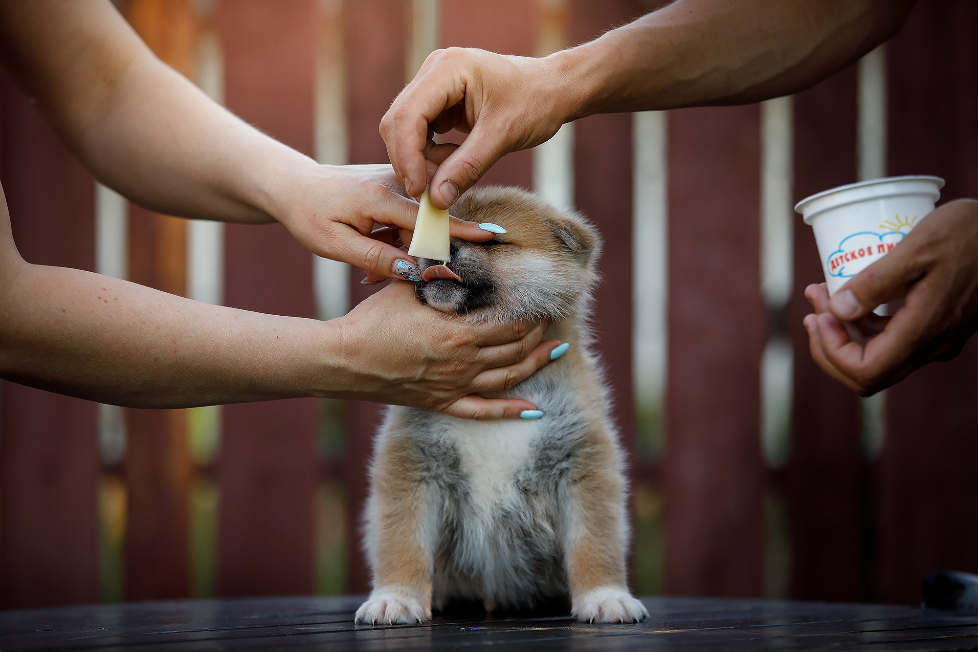 BABY TIME. Фотограф-анималист Саша Вязьмина