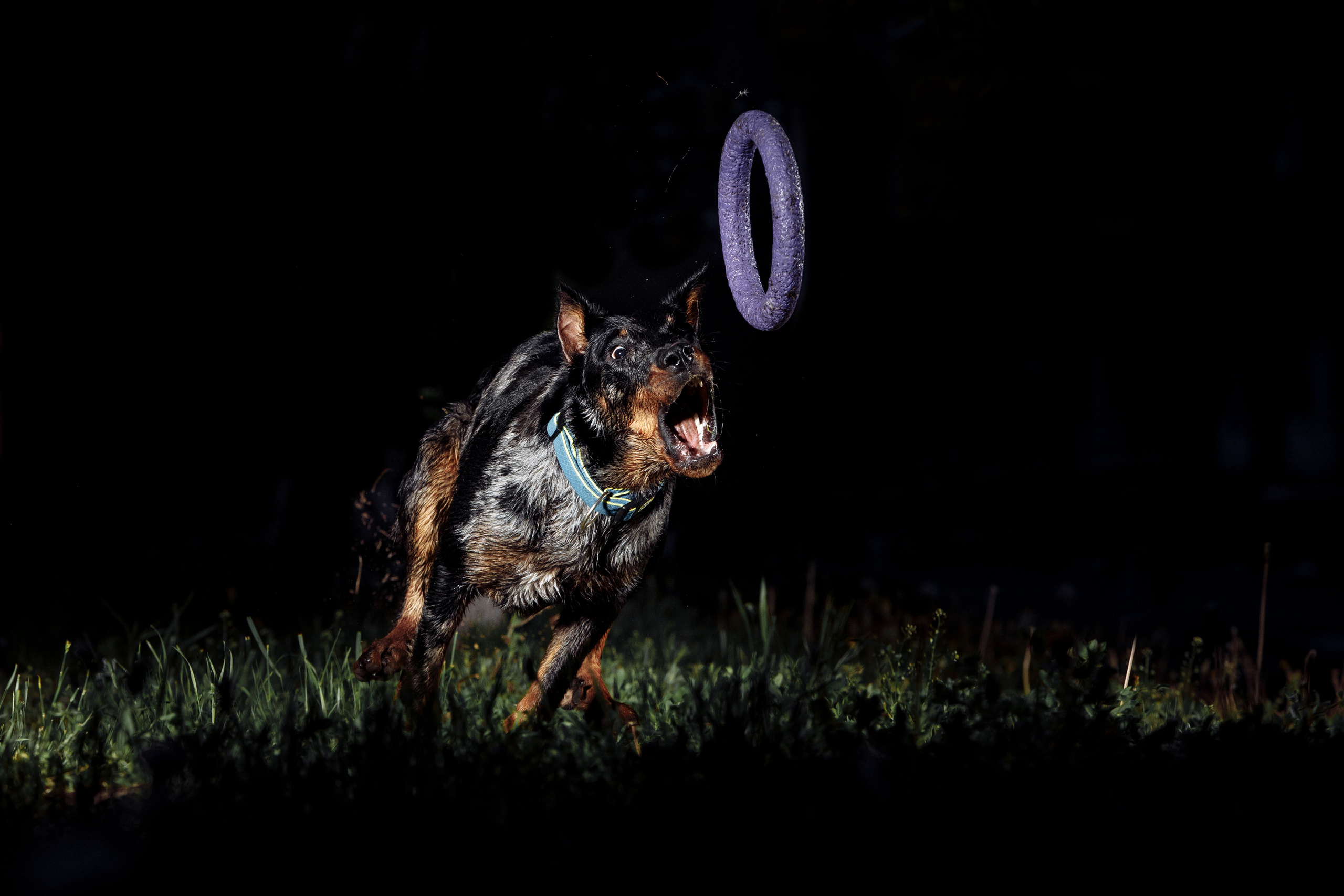 Фотограф-анималист Саша Вязьмина