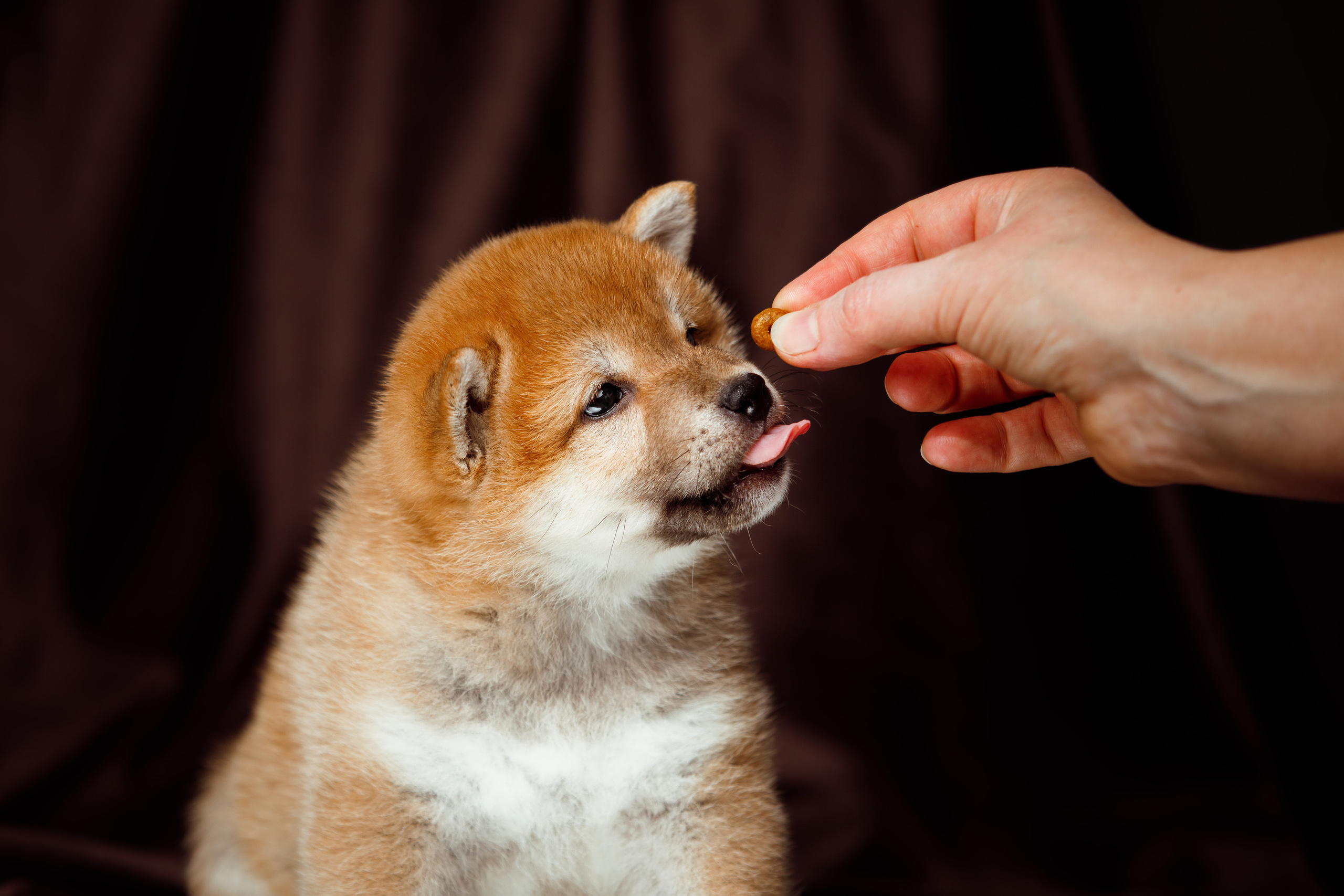 Фотограф-анималист Саша Вязьмина