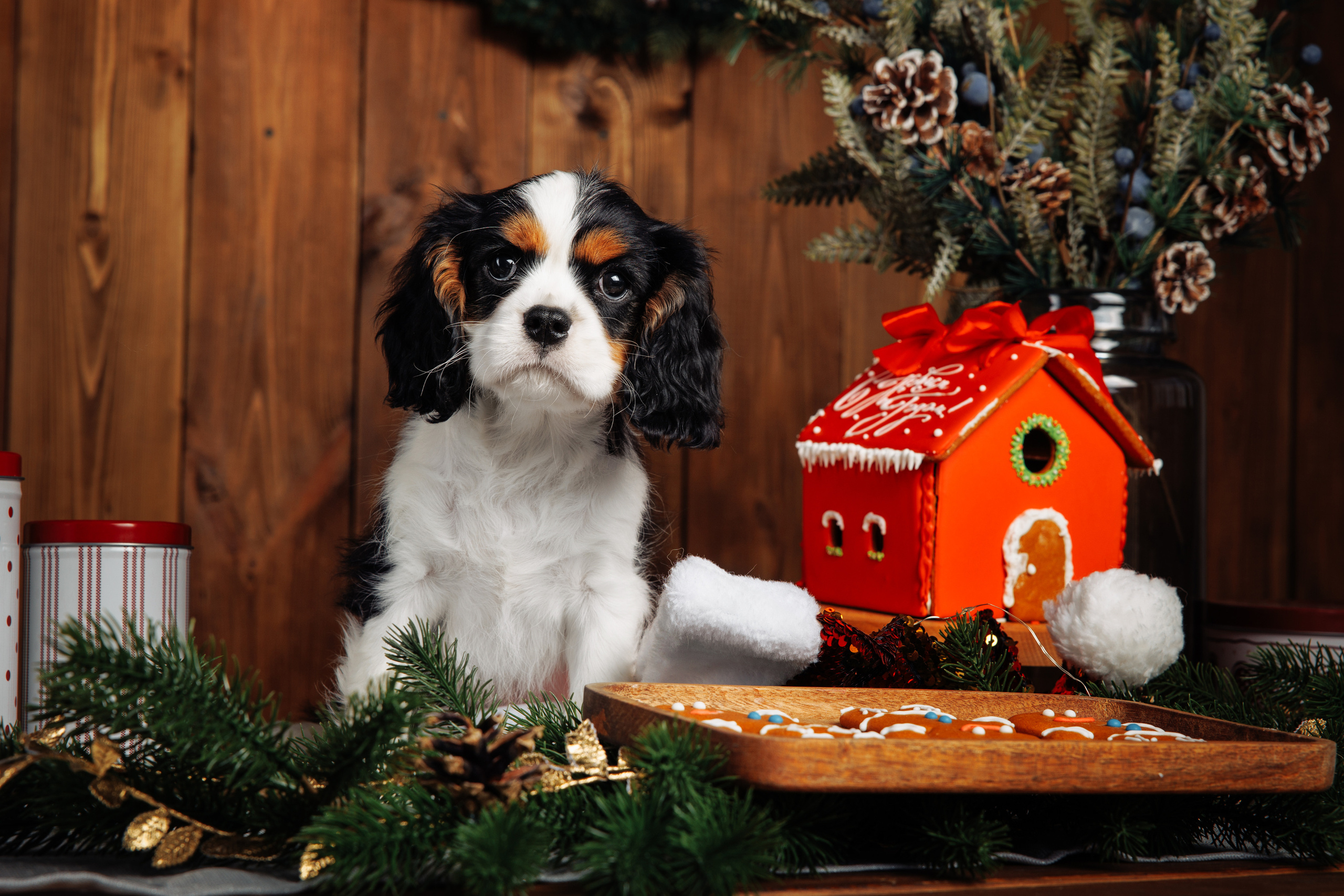 BABY TIME. Фотограф-анималист Саша Вязьмина