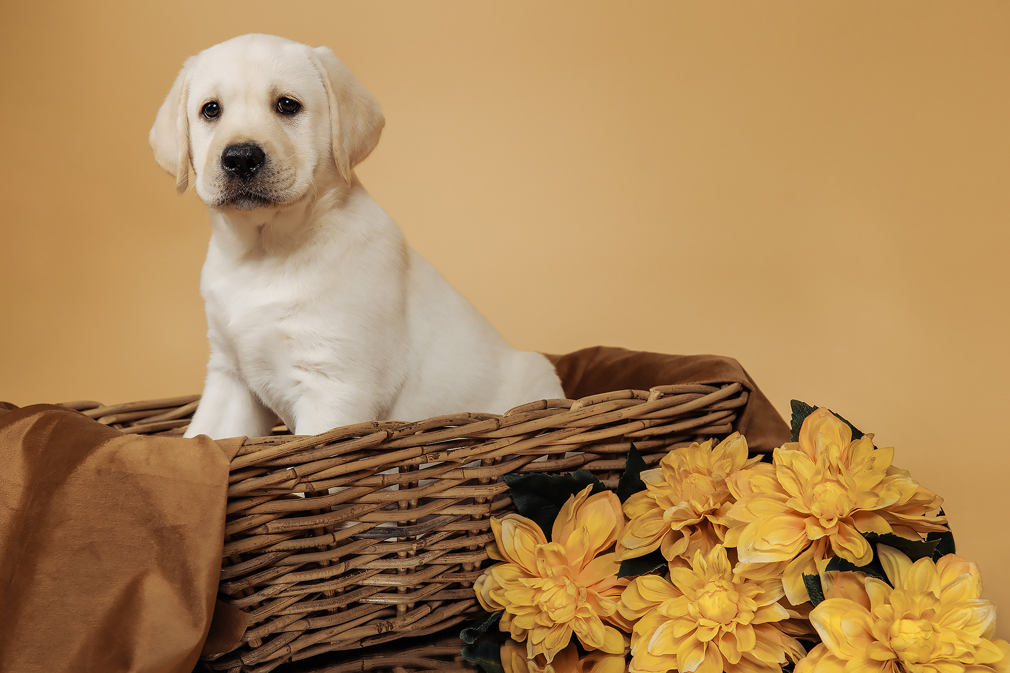 BABY TIME. Фотограф-анималист Саша Вязьмина