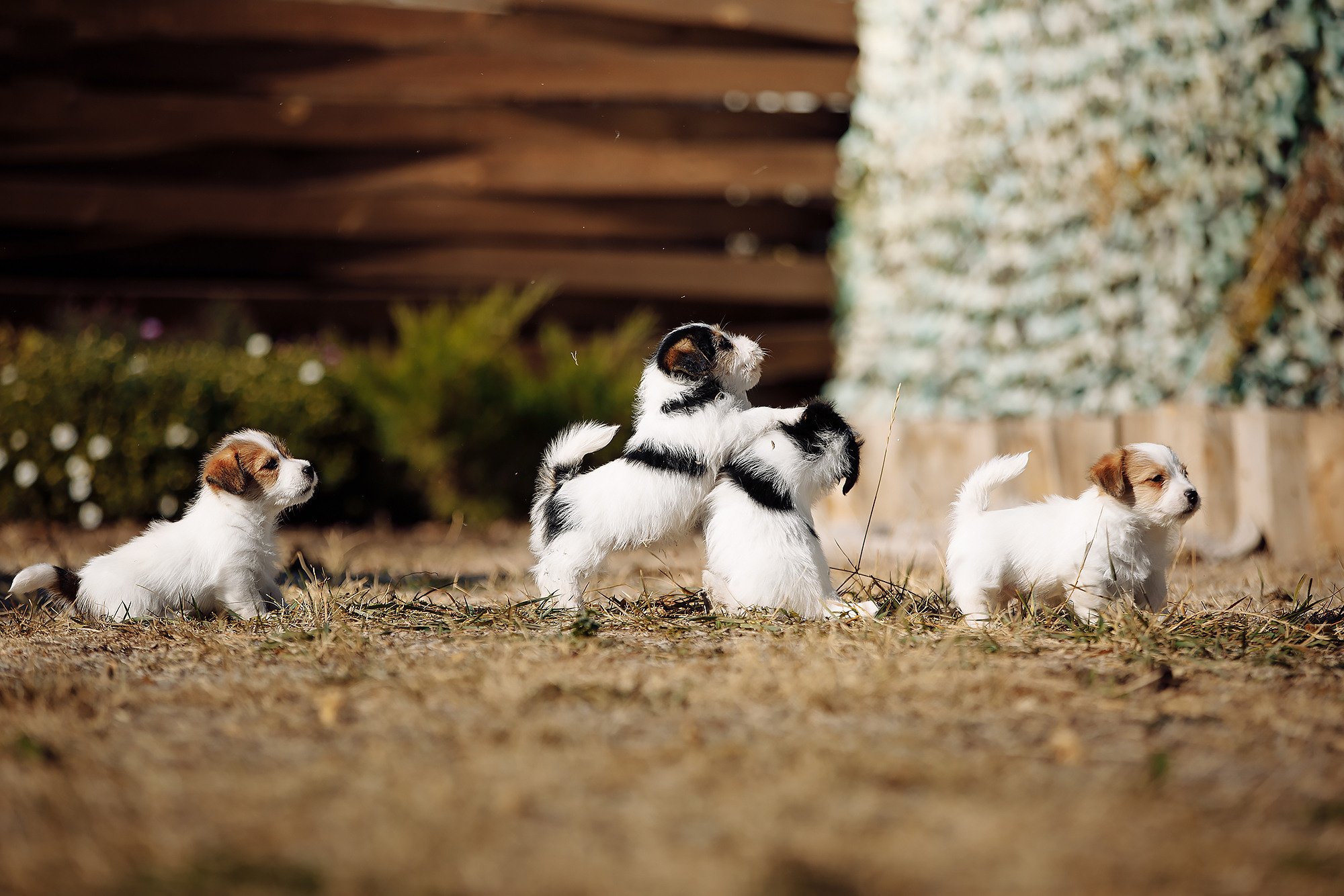 BABY TIME. Фотограф-анималист Саша Вязьмина