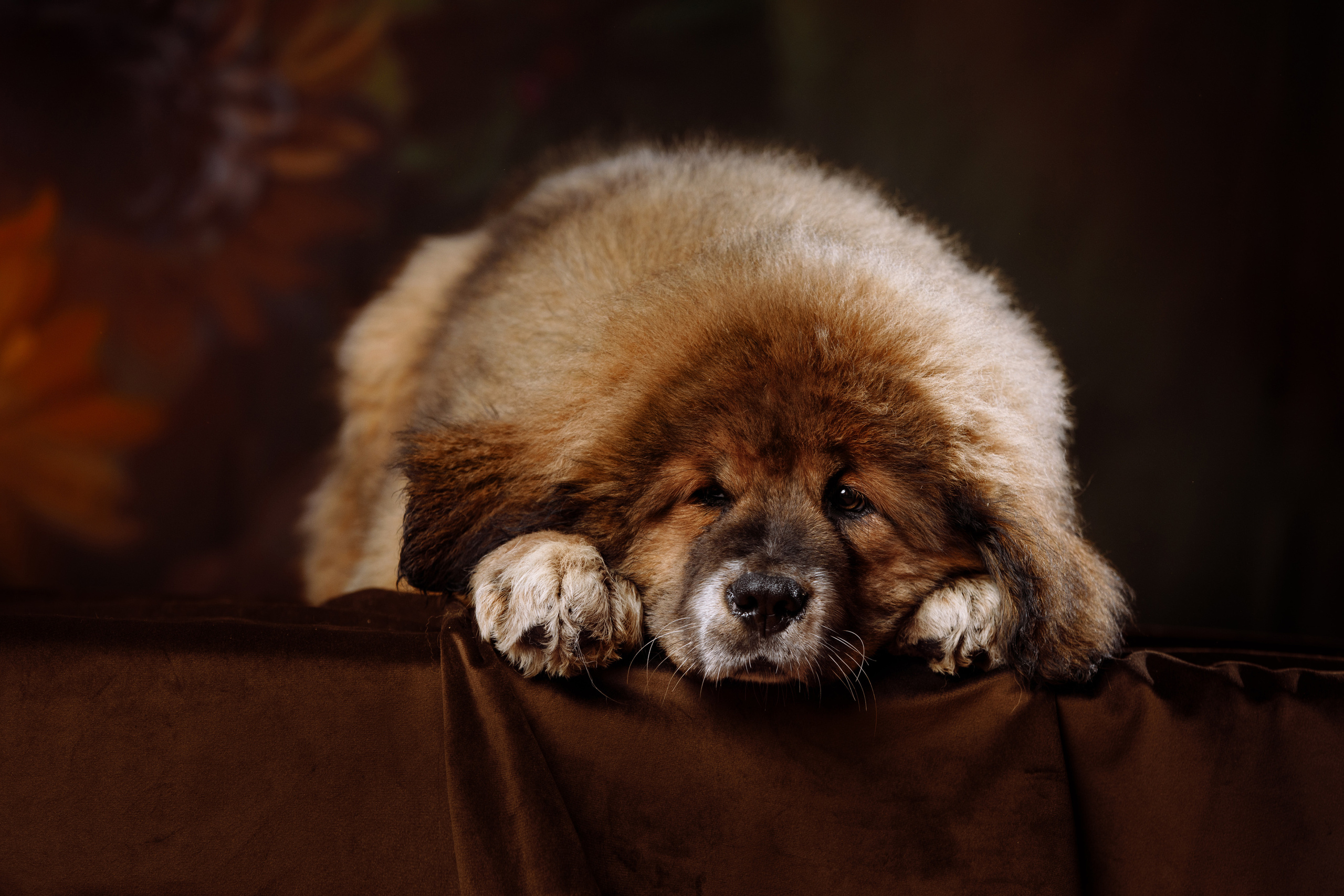 BABY TIME. Фотограф-анималист Саша Вязьмина