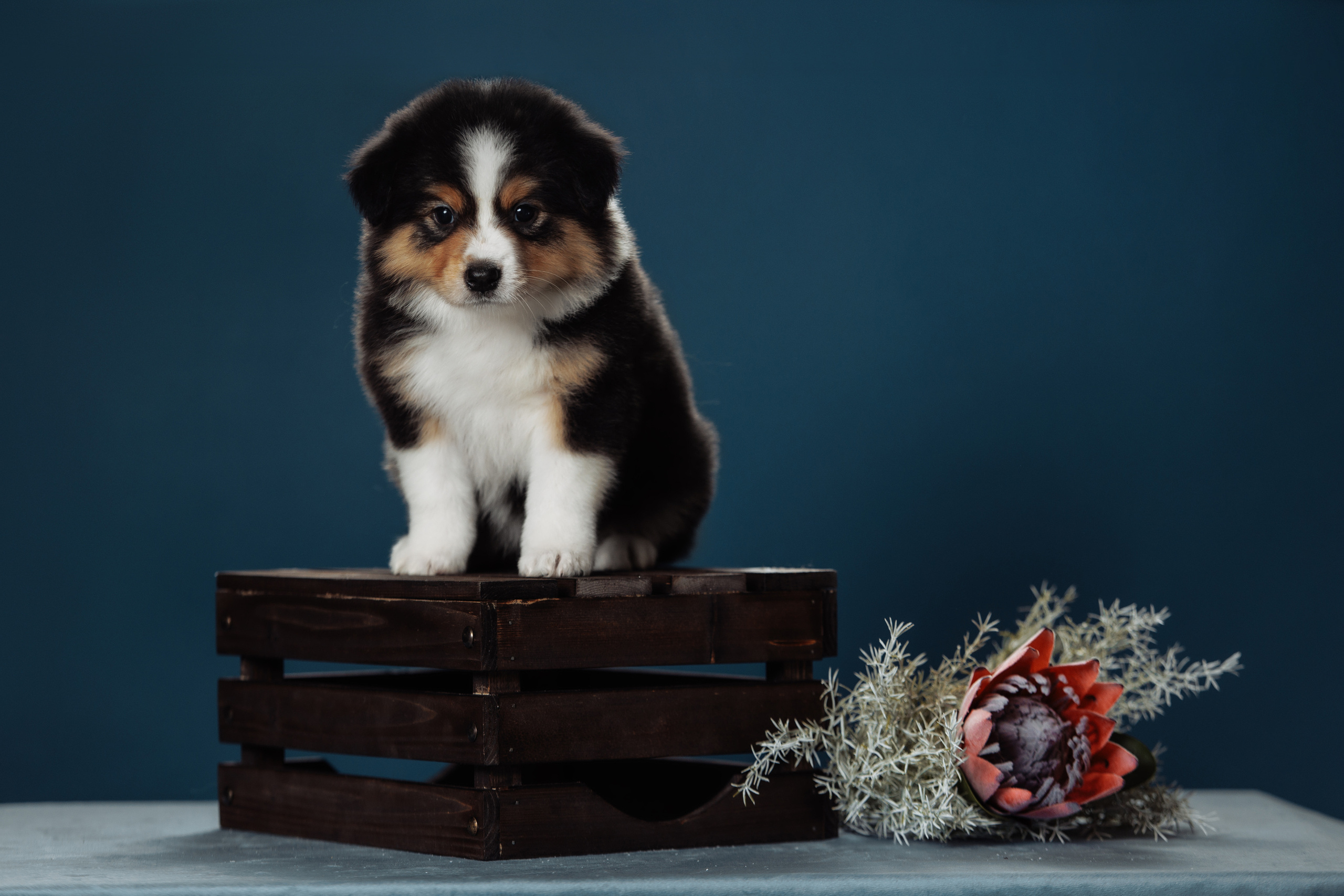 Фотограф-анималист Саша Вязьмина