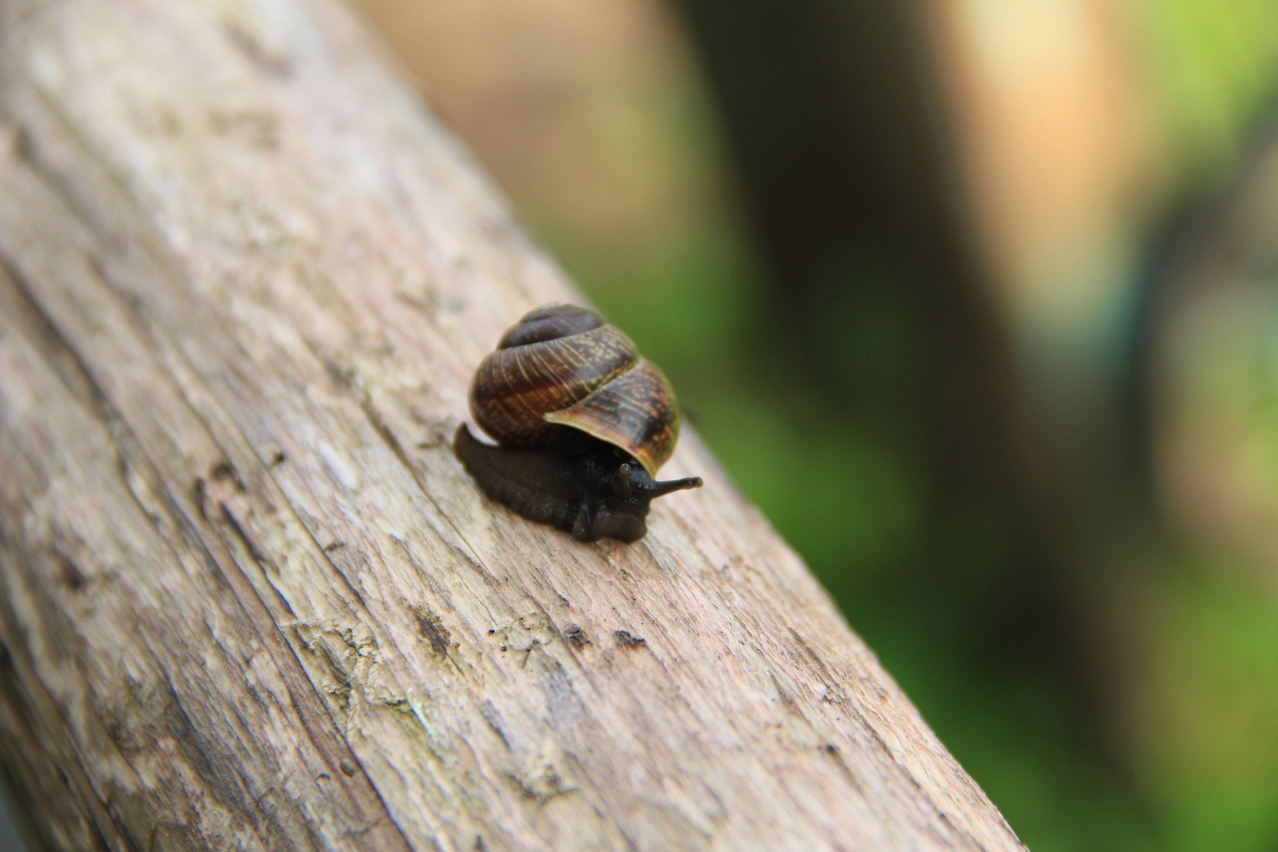 Природа. Животные. Фотограф в Санкт-Петербурге Александр Костюнин