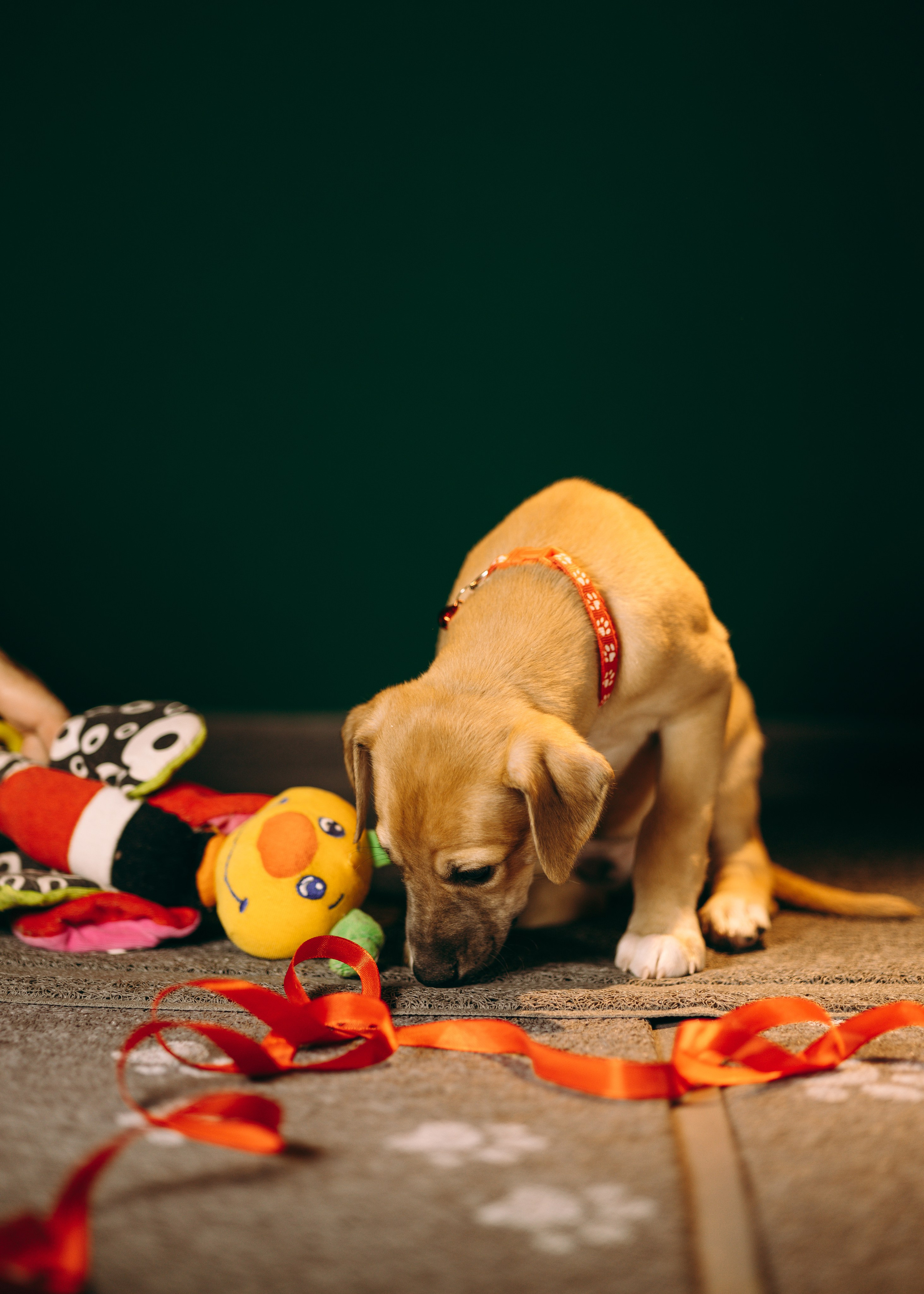 Щенки SL. Анна Самохина. Фотограф. Москва