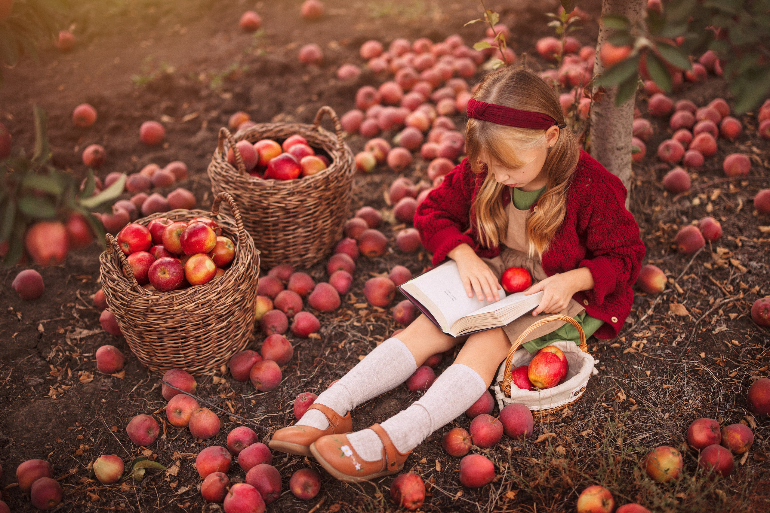 Сбор урожая Яблок. Семейный и детский фотограф в Краснодаре Анна Трашкова
