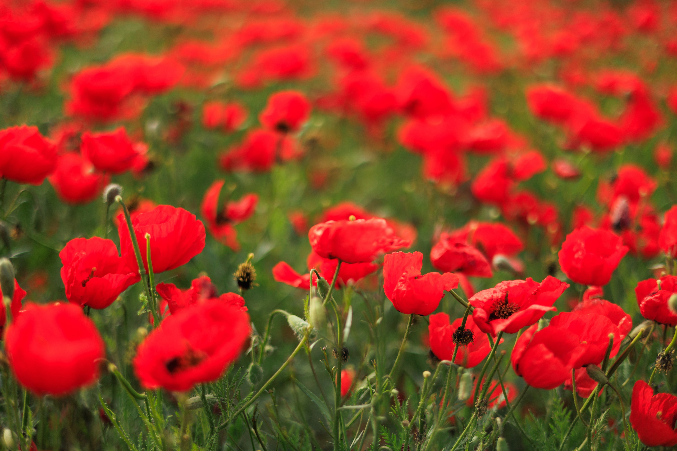 Весна. Экскурсии и туры по Алматы