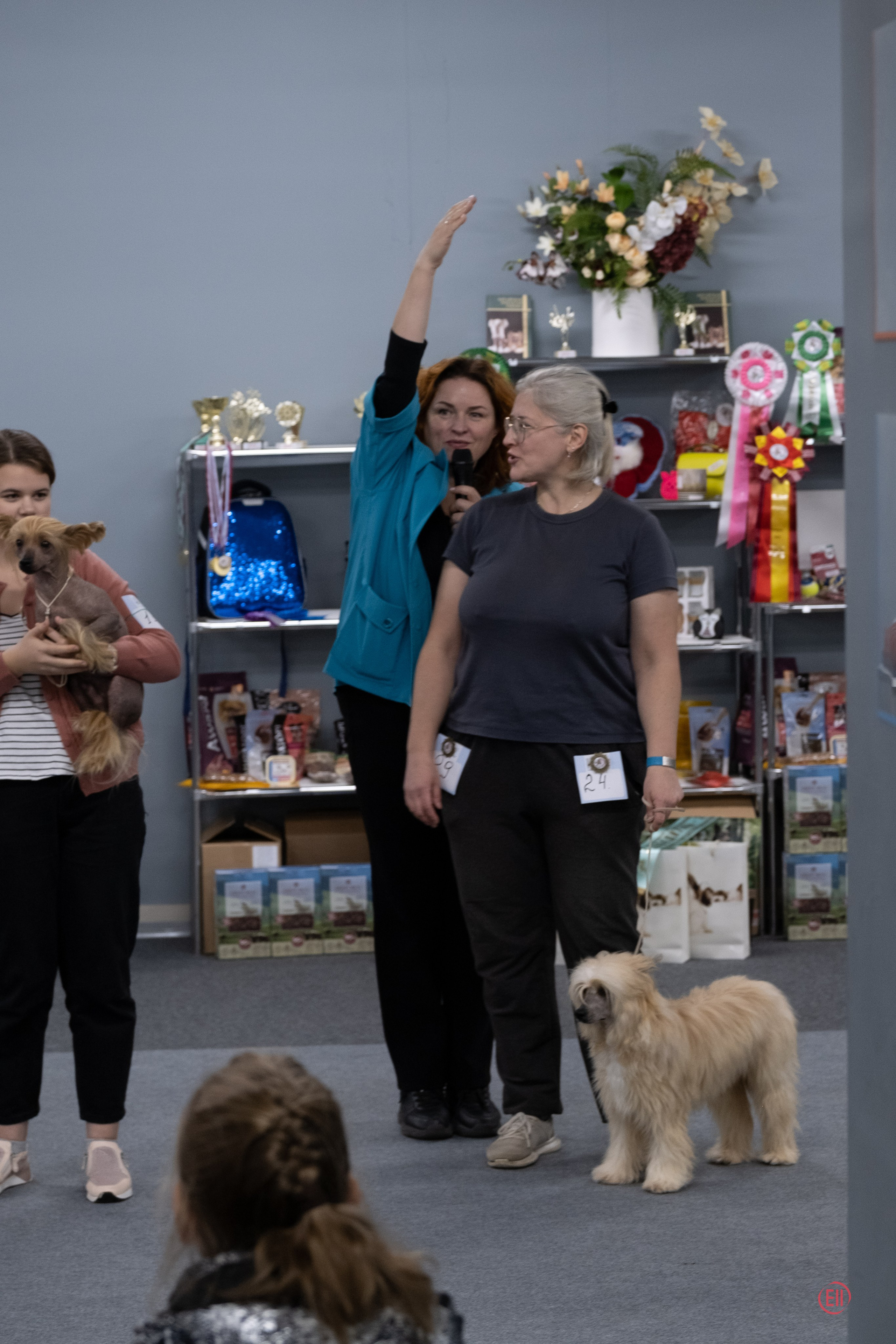 Праздник породы «Яркий мир китайских хохлатых собак». Питомник китайских хохлатых собак Poale Ell: купить щенка