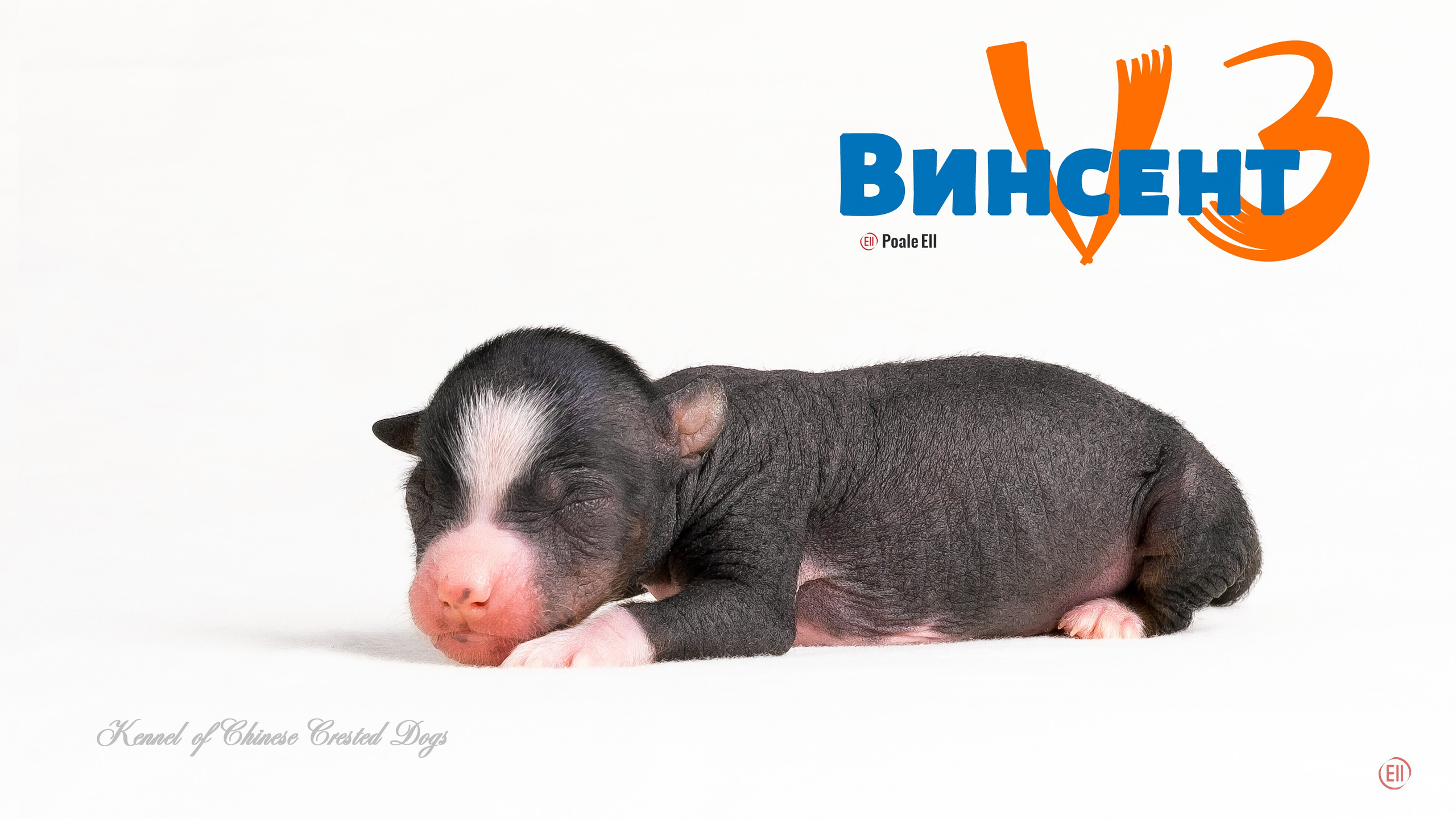 Poale Ell Vinsent. Chinese Crested Dog Kennel Poale Ell