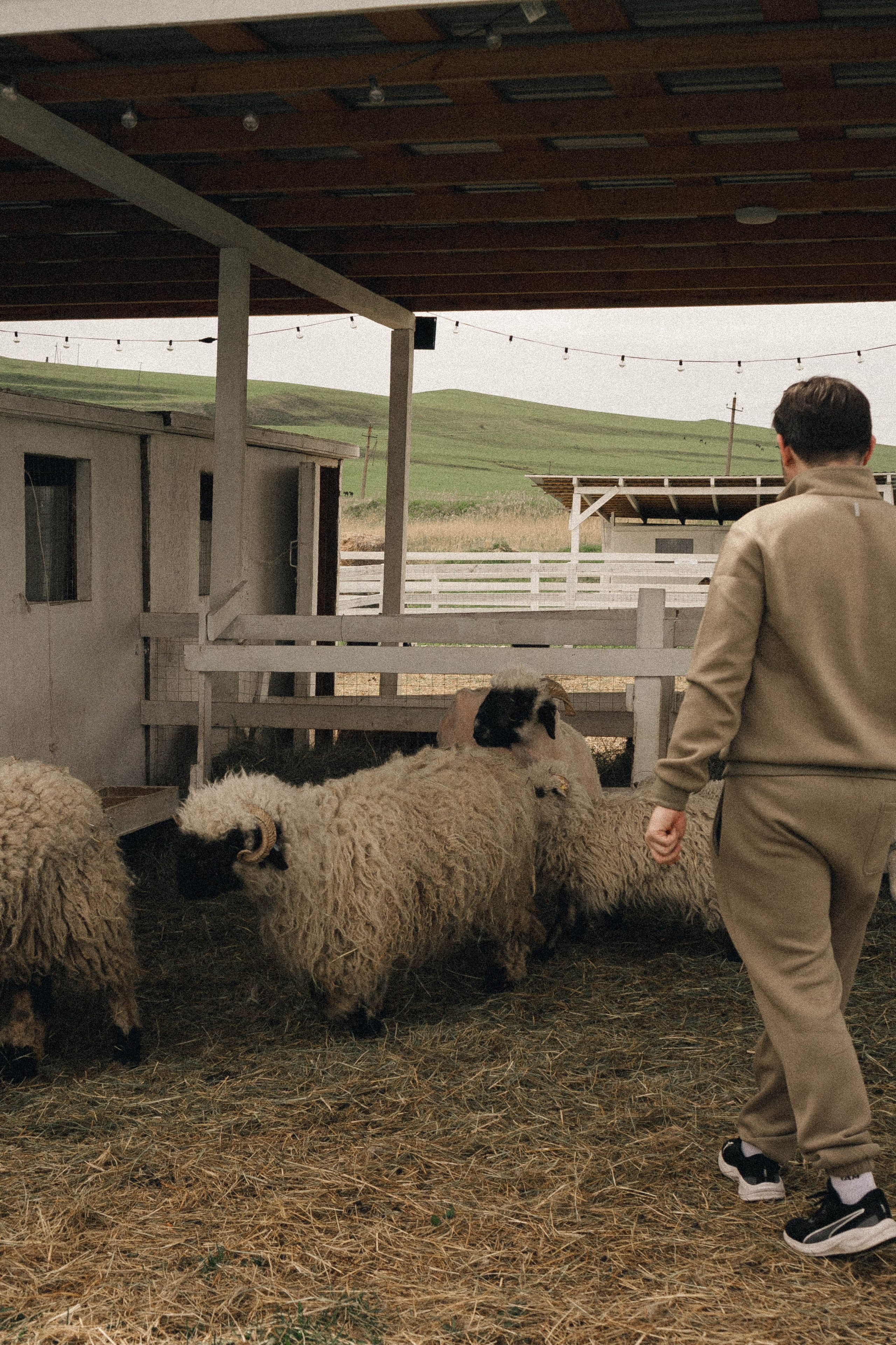 Ферма Альпак. Профессиональный фотограф, Санкт-Петербург — Виктория Богомолова