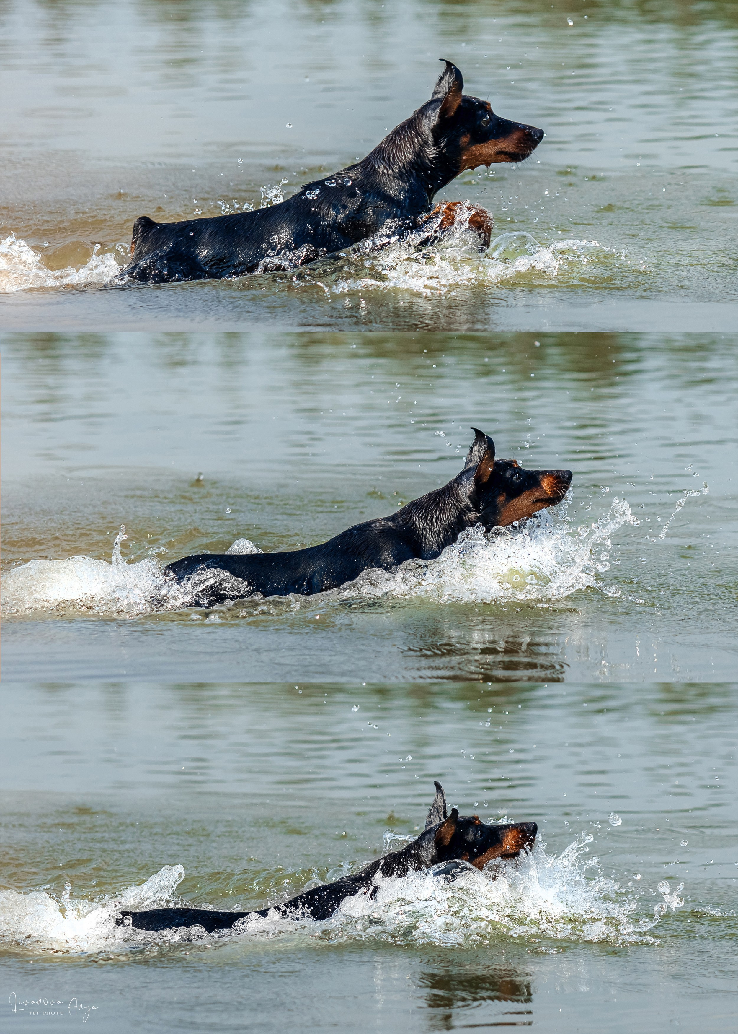 Троицкий карьер. Фотограф анималист Аня Ливанова | Рыбинск