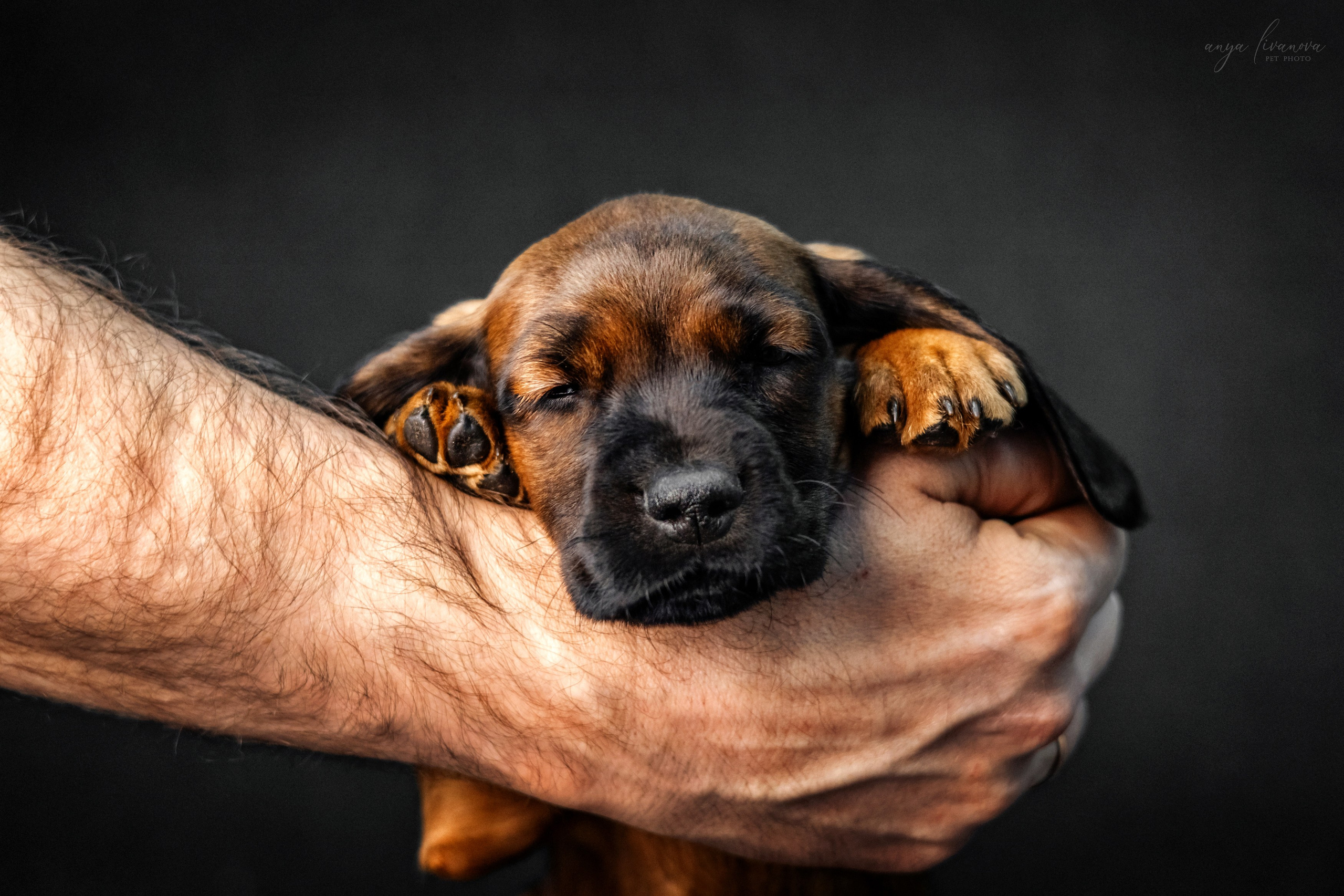 Баварки. Фотограф анималист Аня Ливанова | Рыбинск