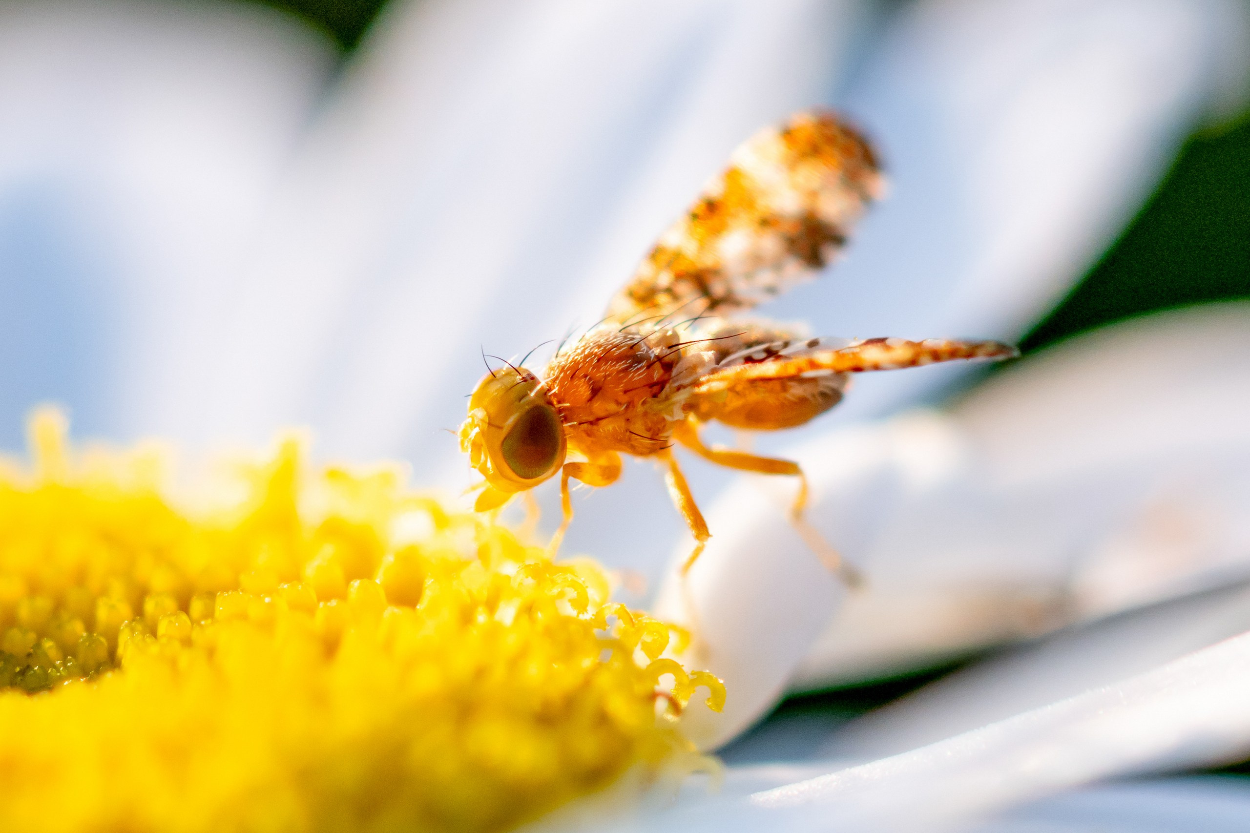 Макрофотосъёмка. Foto-Zuev фотография как искусство