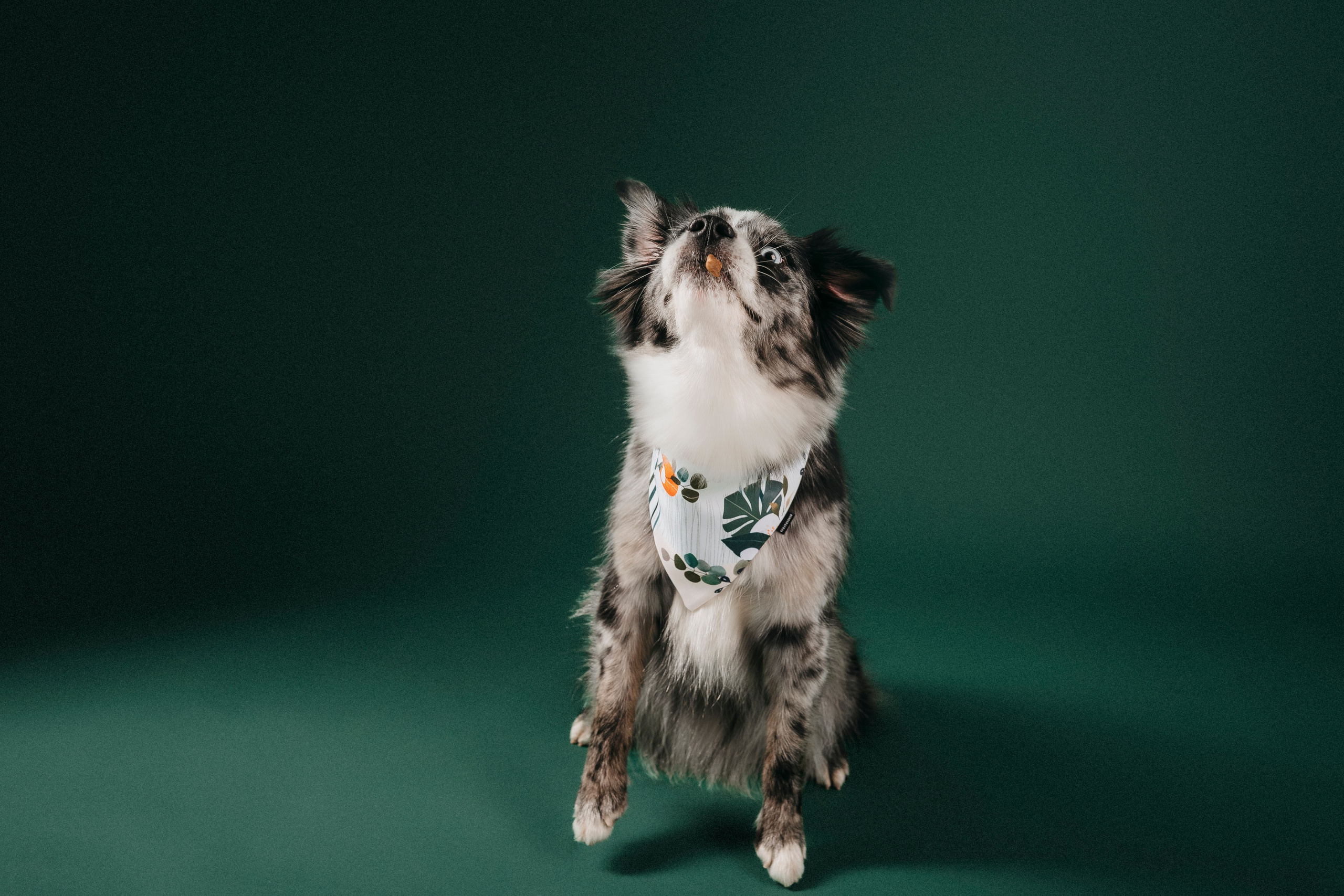 B&F. Амуниция. Семейный фотограф анималист Ананьева Мария — Москва