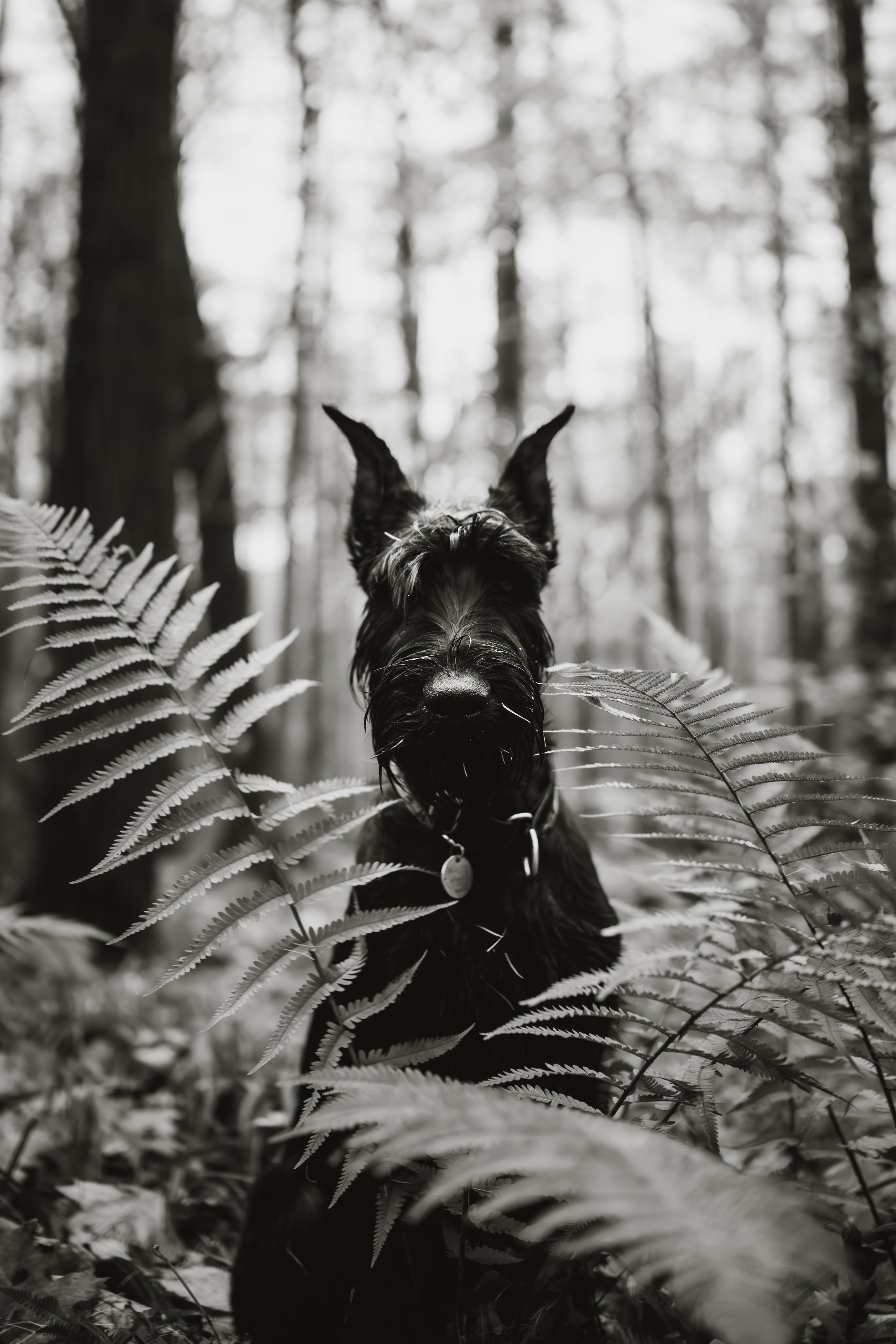 Даша и Умбра. Семейный фотограф анималист Ананьева Мария — Москва