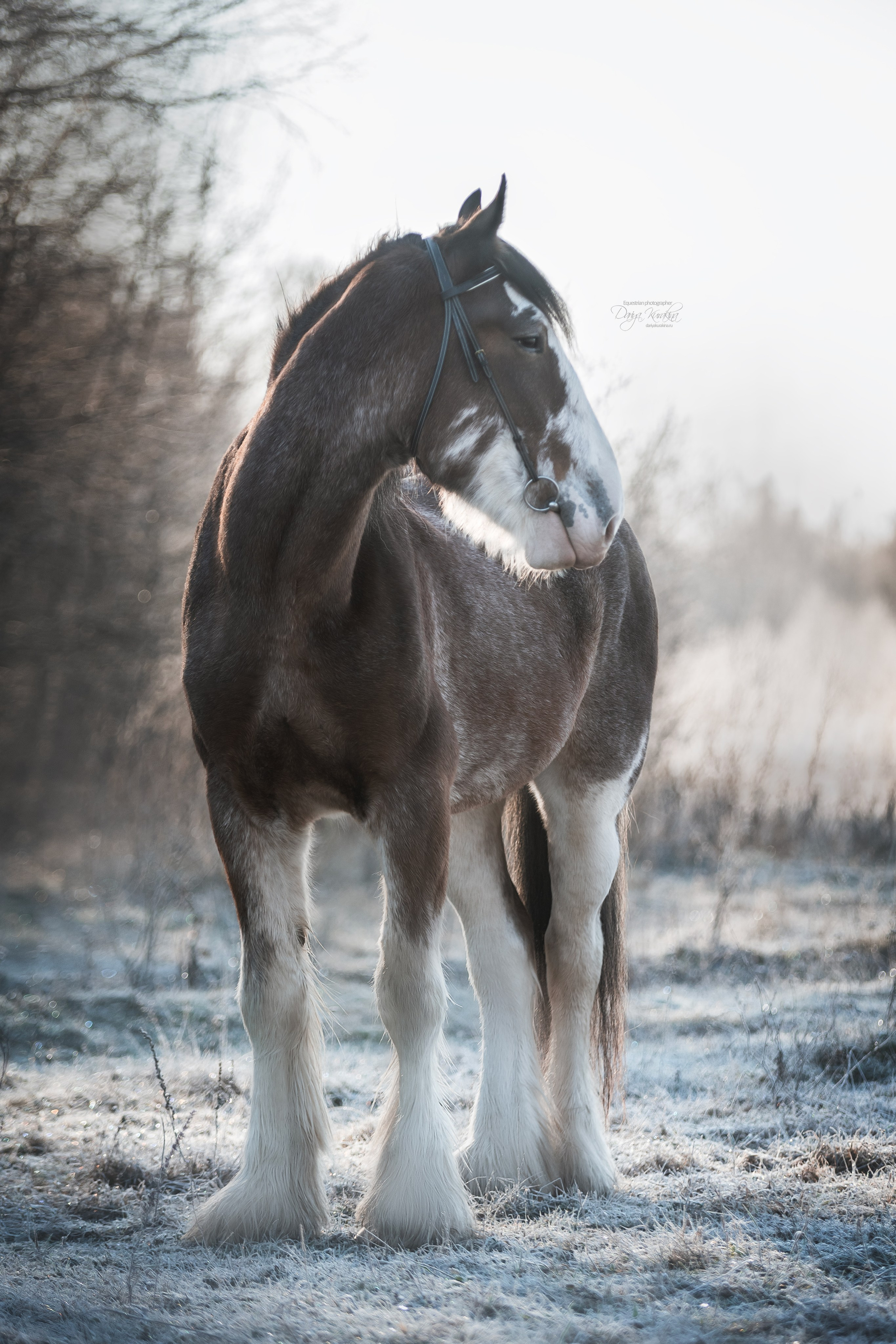 Komardins. Конный фотограф Куракина Дарья • Фотосессии с лошадьми
