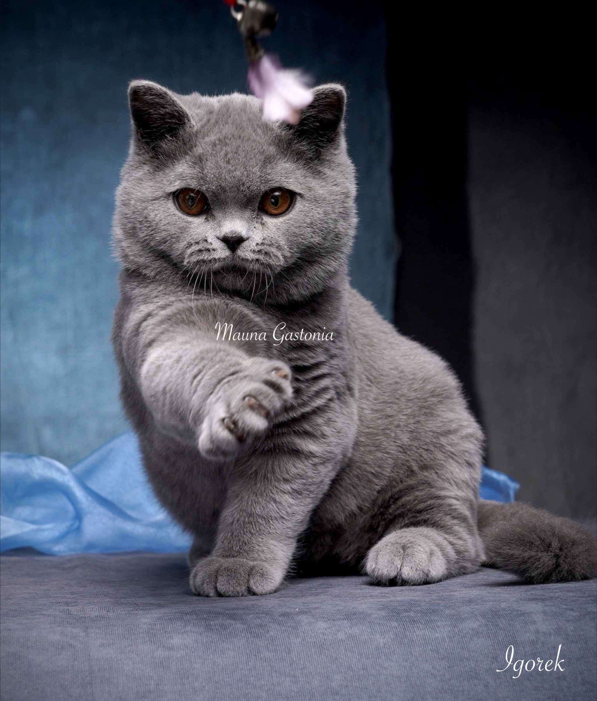 Igorek. Mauna Gastonia