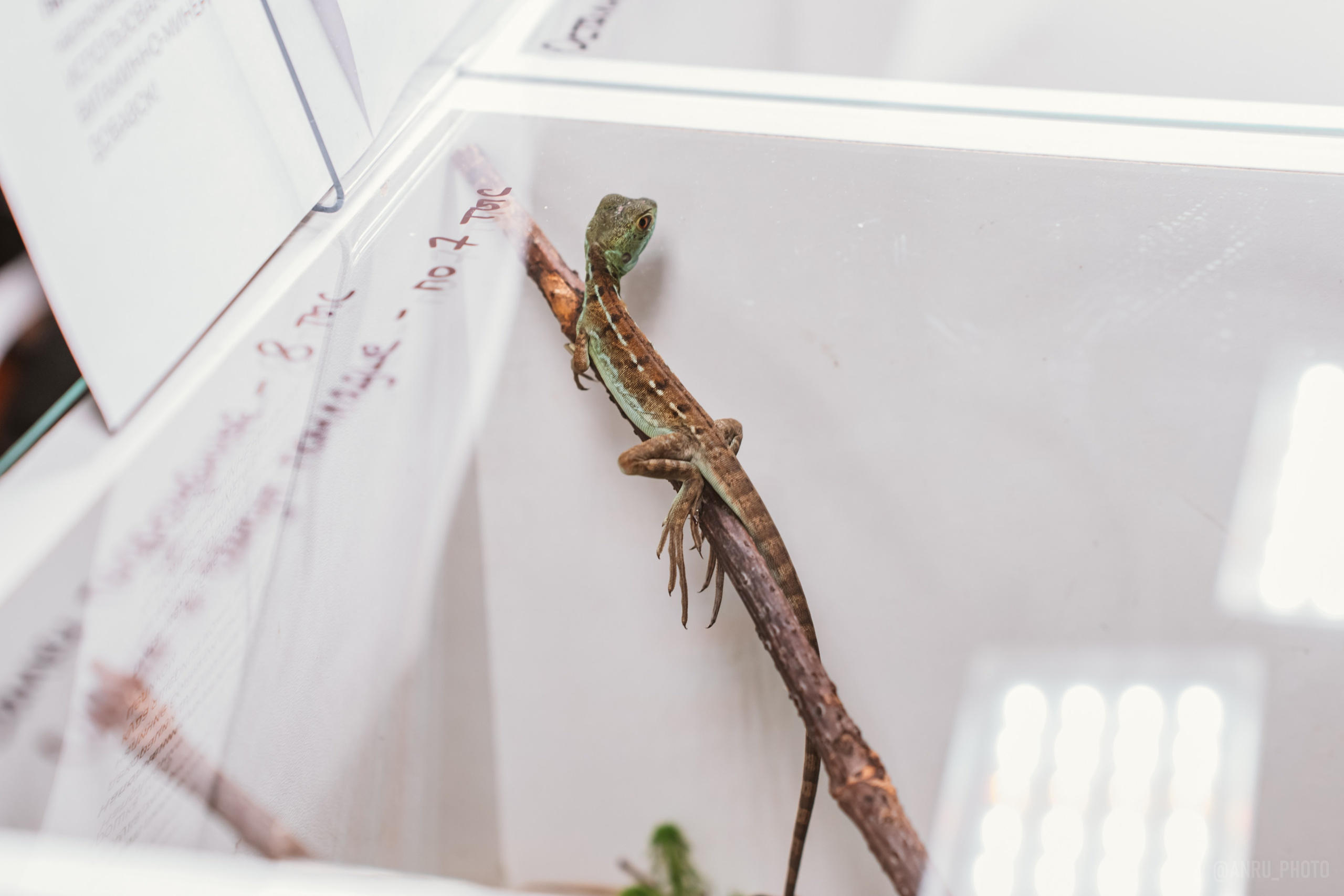 Рептилиум. Репортажный фотограф Анастасия Рубцова