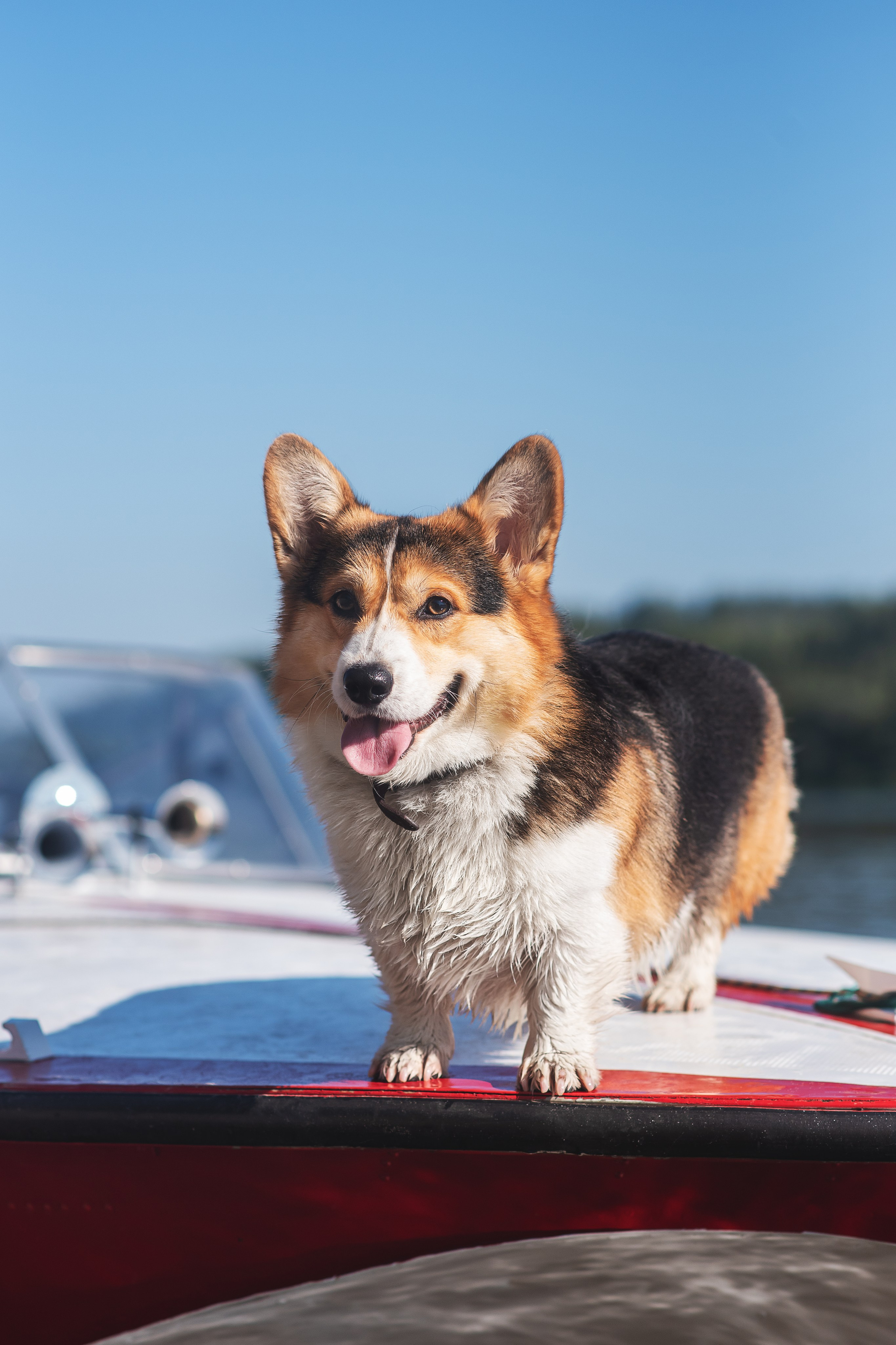 Майк и Лея — 29.08.2024. Фотограф — Анималист | Анна Абрамова