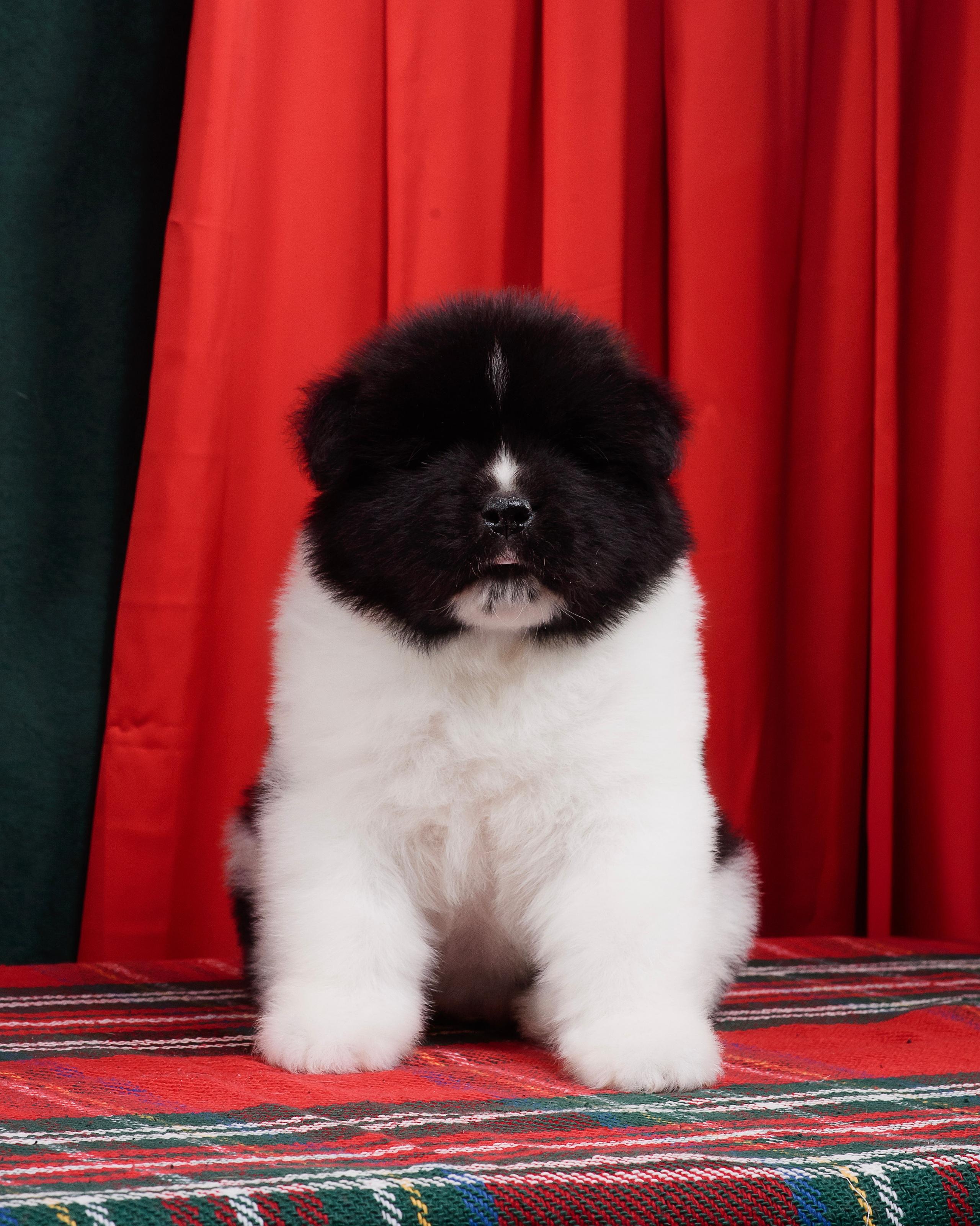 Щенки Американской Акиты. Фотограф — Анималист | Анна Абрамова