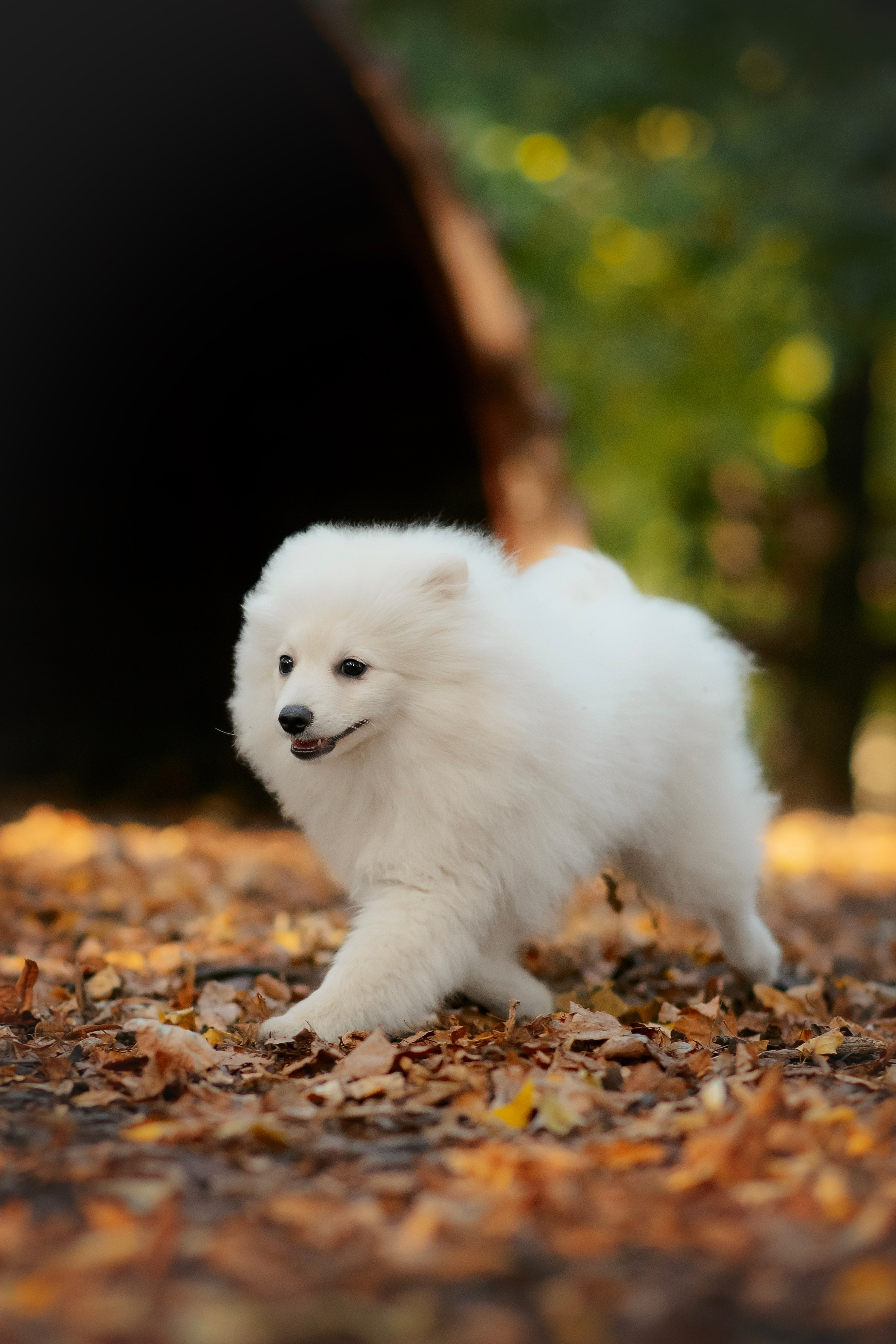 Малый немецкий шпиц — 18.09.2025. Фотограф — Анималист | Анна Абрамова