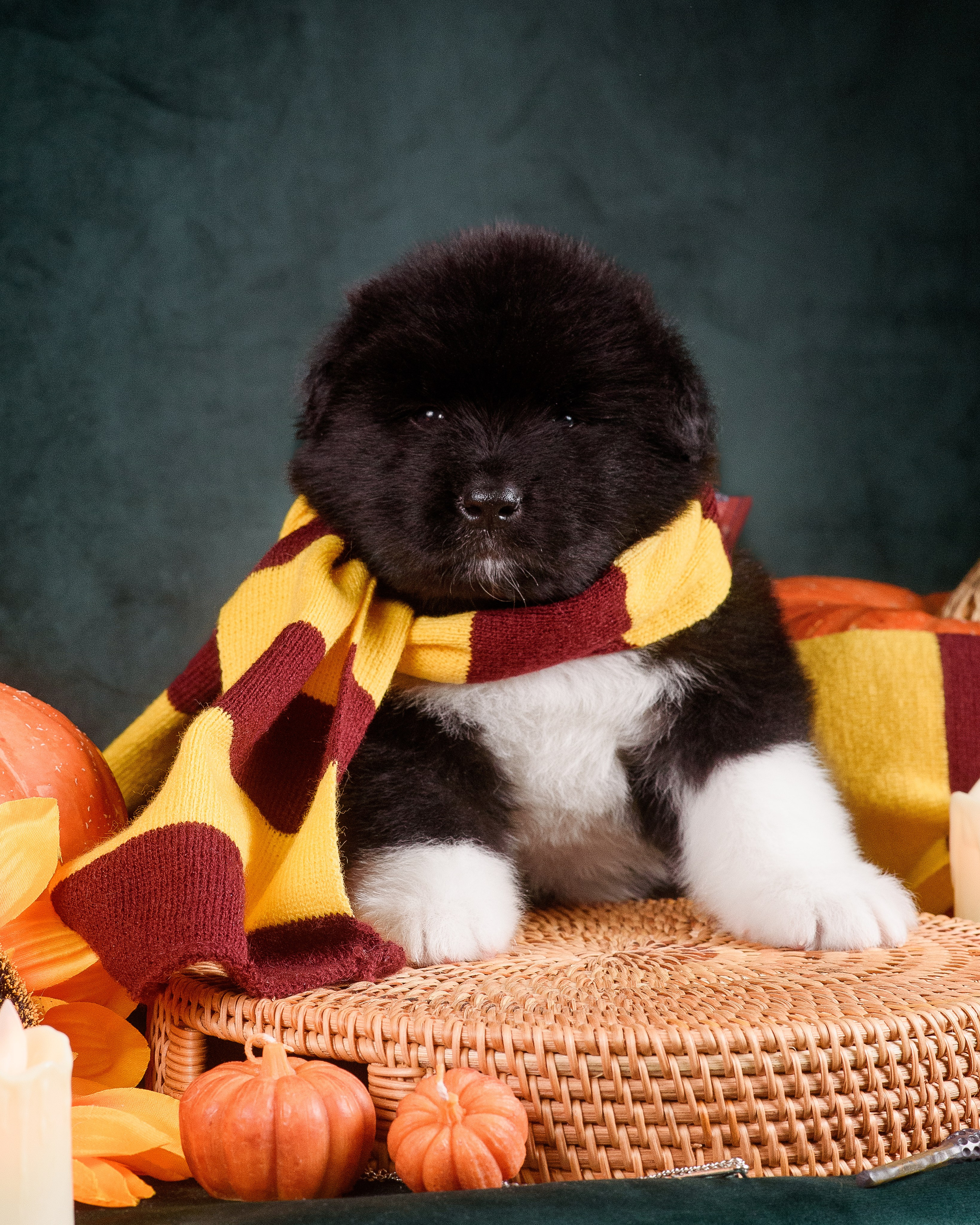 Щенки Американской Акиты — 04.11.2024. Фотограф — Анималист | Анна Абрамова