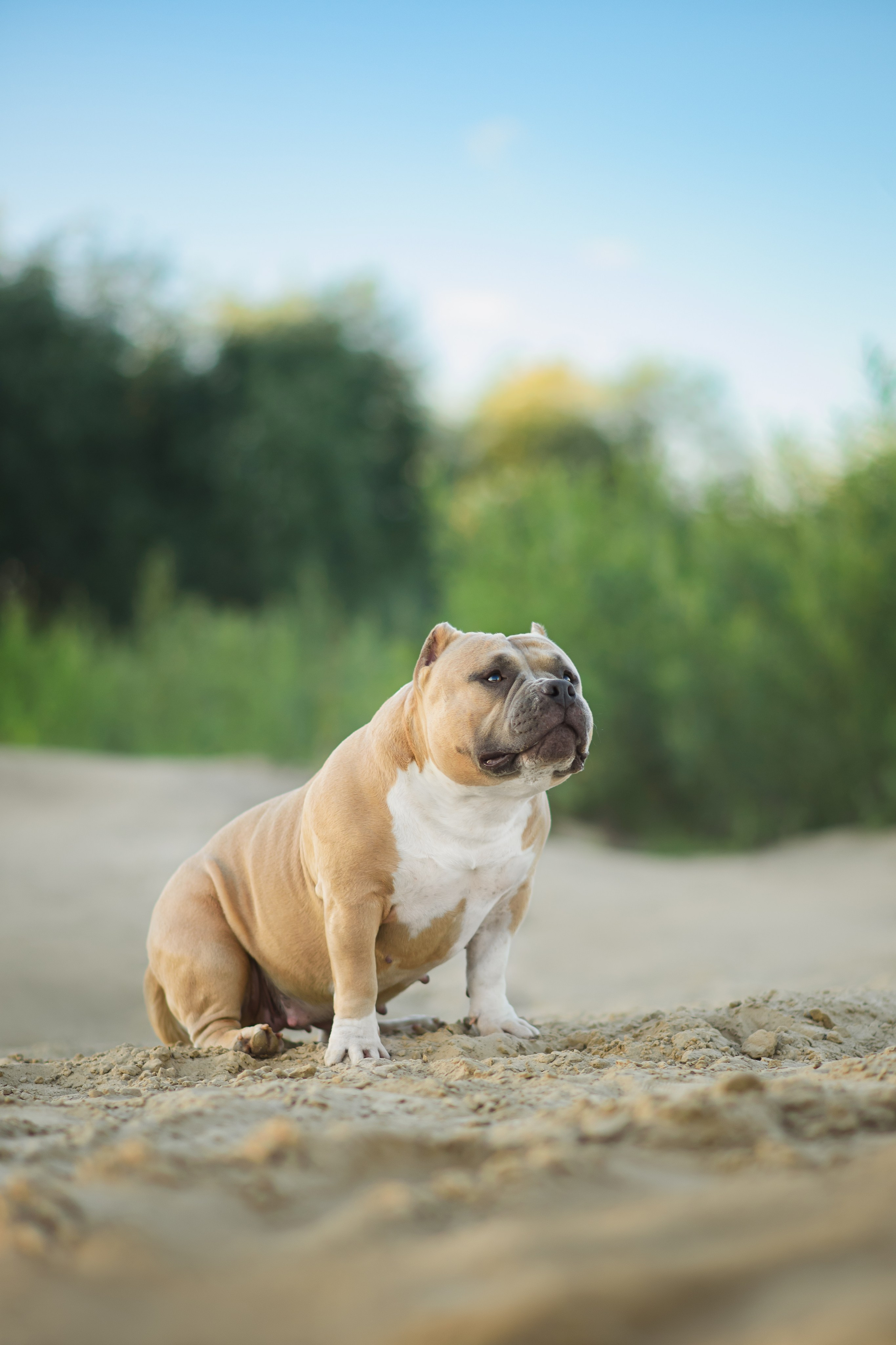 Тея — Амбулли — 23.07.2024. Фотограф — Анималист | Анна Абрамова