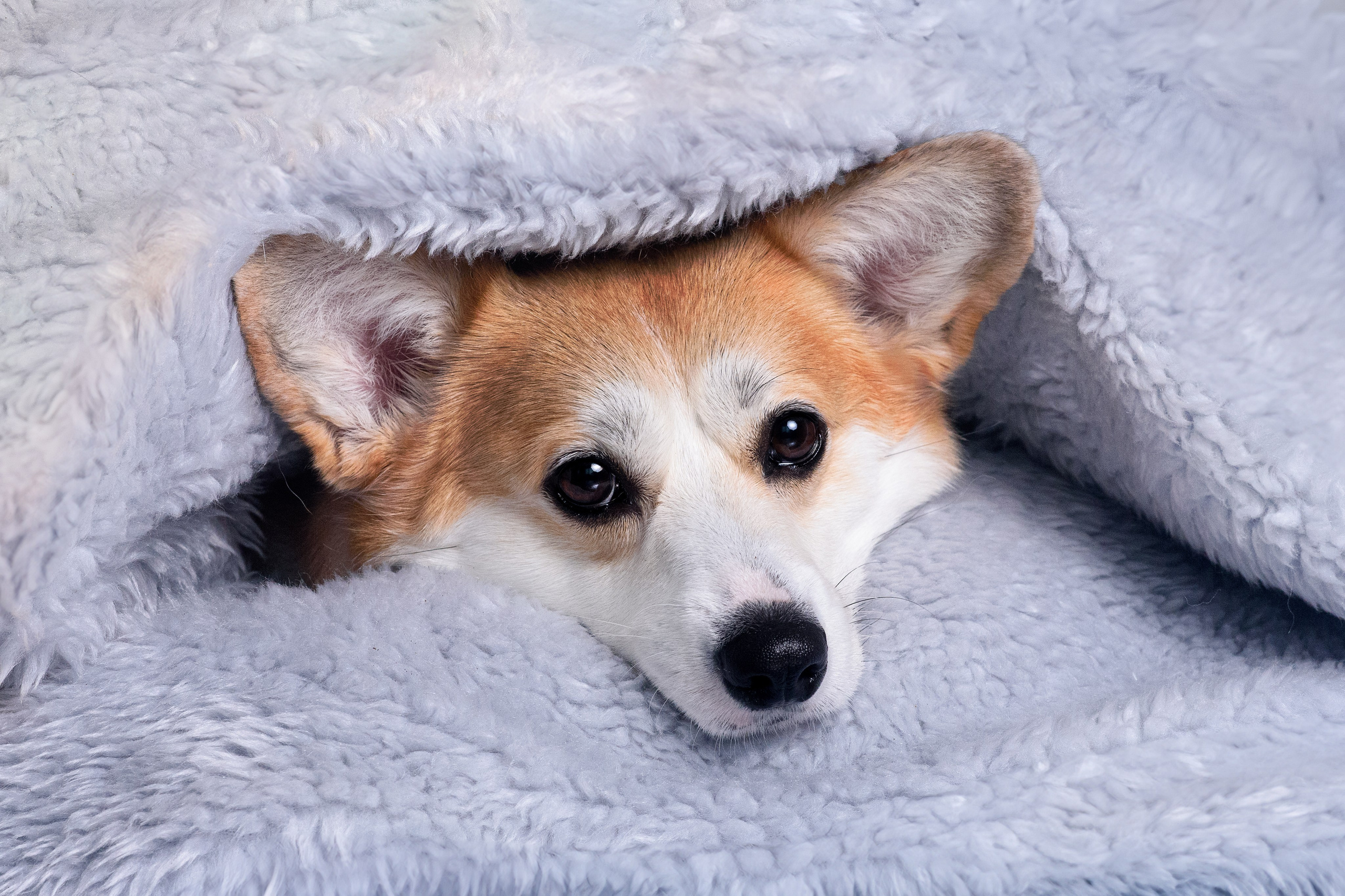 Лея съемка на однотонном фоне — 2024. Фотограф — Анималист | Анна Абрамова