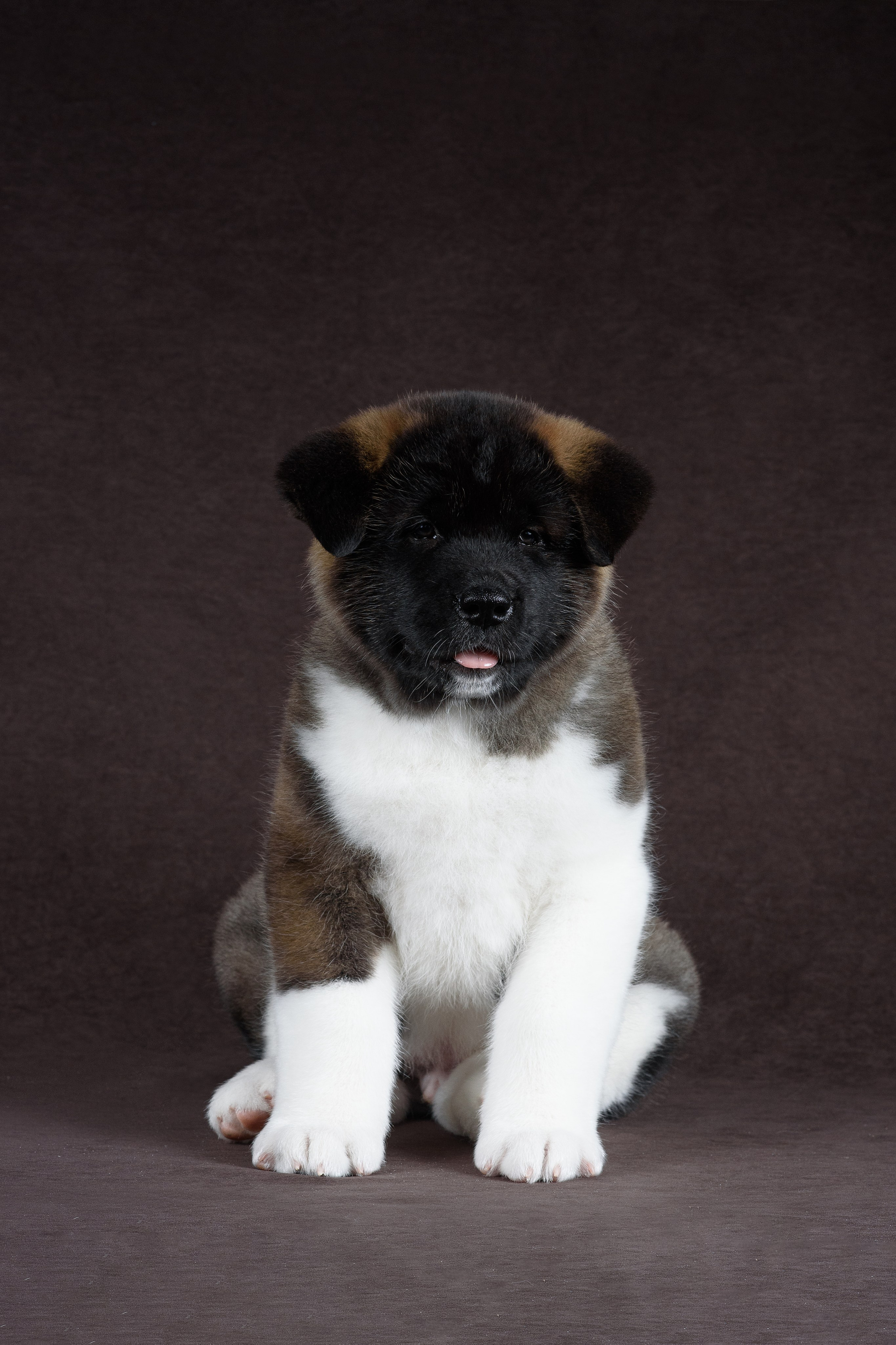 Щенки Американской Акиты (GRAND AMAK) Цезарь и Ника — 15.03.2024. Фотограф — Анималист | Анна Абрамова