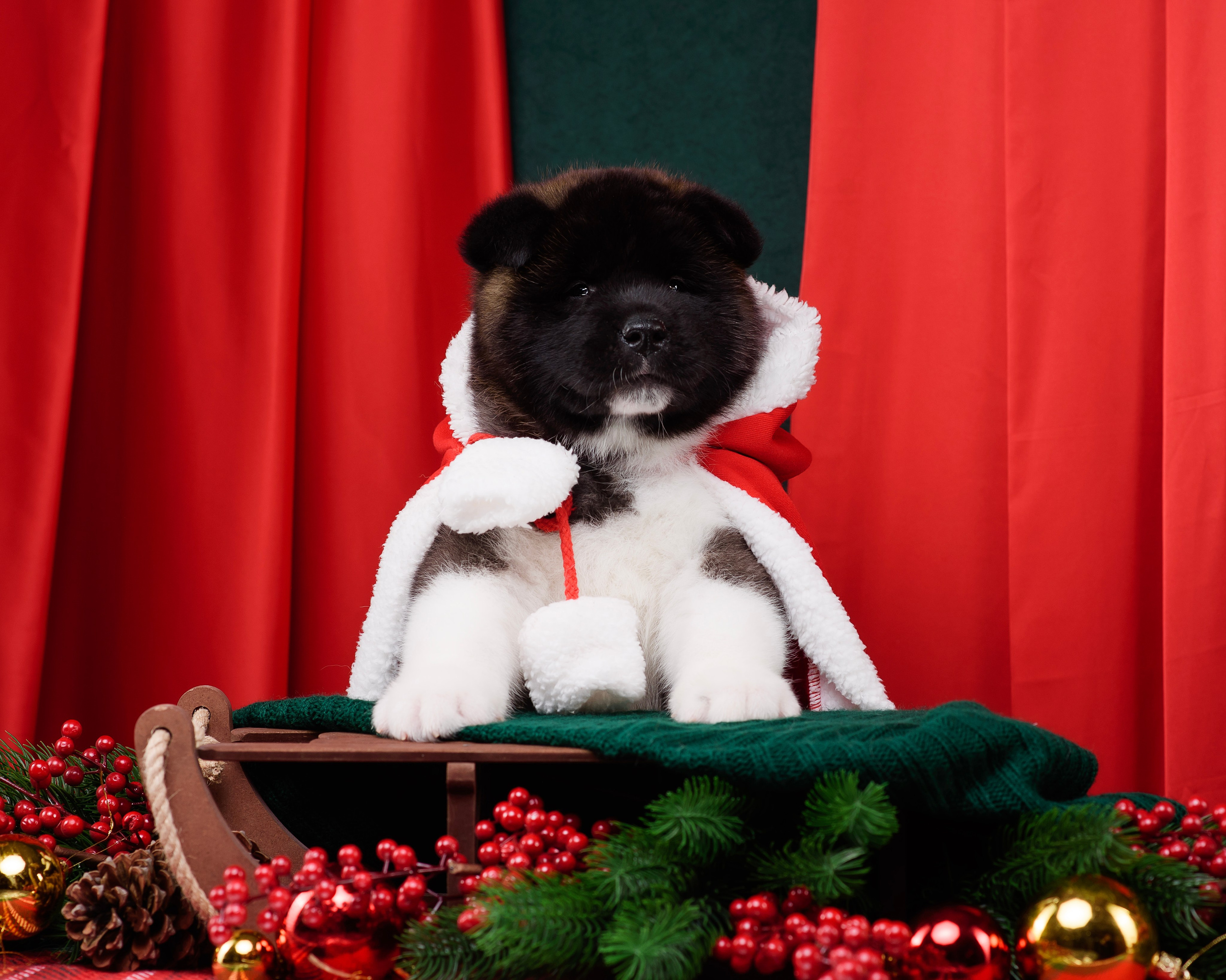 Щенки Американской Акиты. Фотограф — Анималист | Анна Абрамова