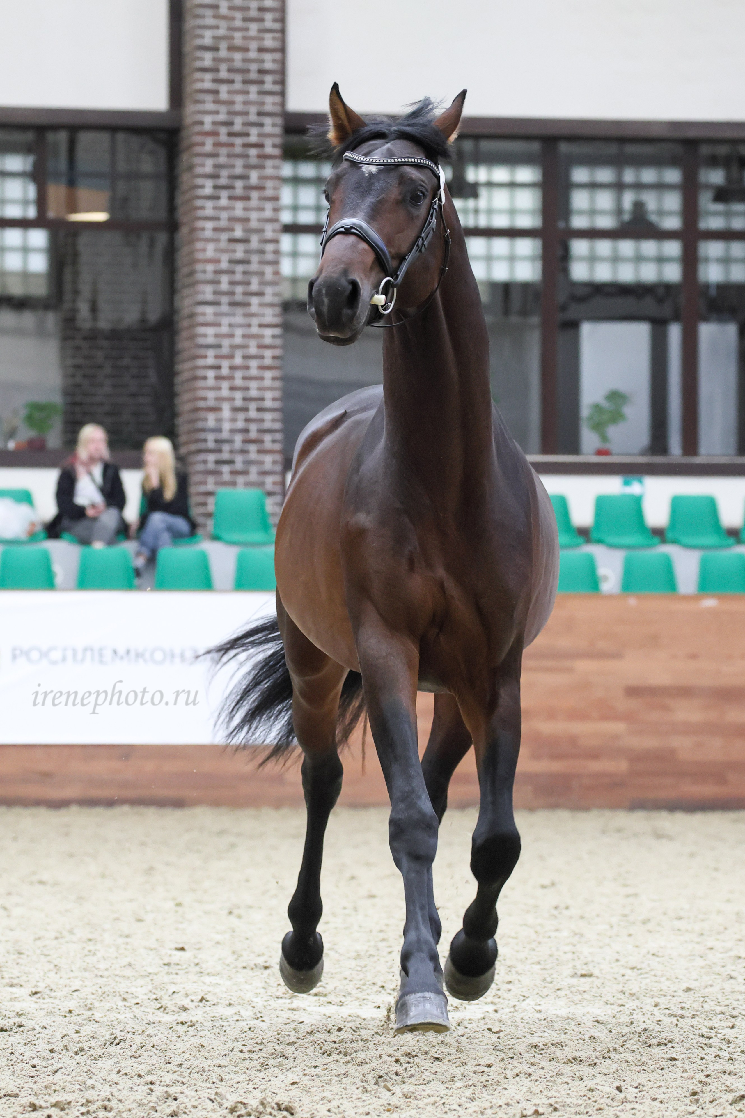 Конная Россия 2024 Оценка двигательных качеств. Irenephoto.ru
