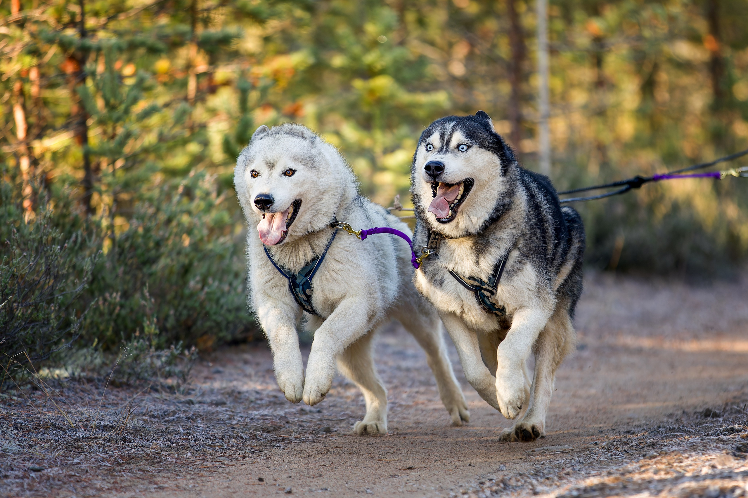 Чемпионат Санкт-Петербурга осень 2025. Irenephoto.ru