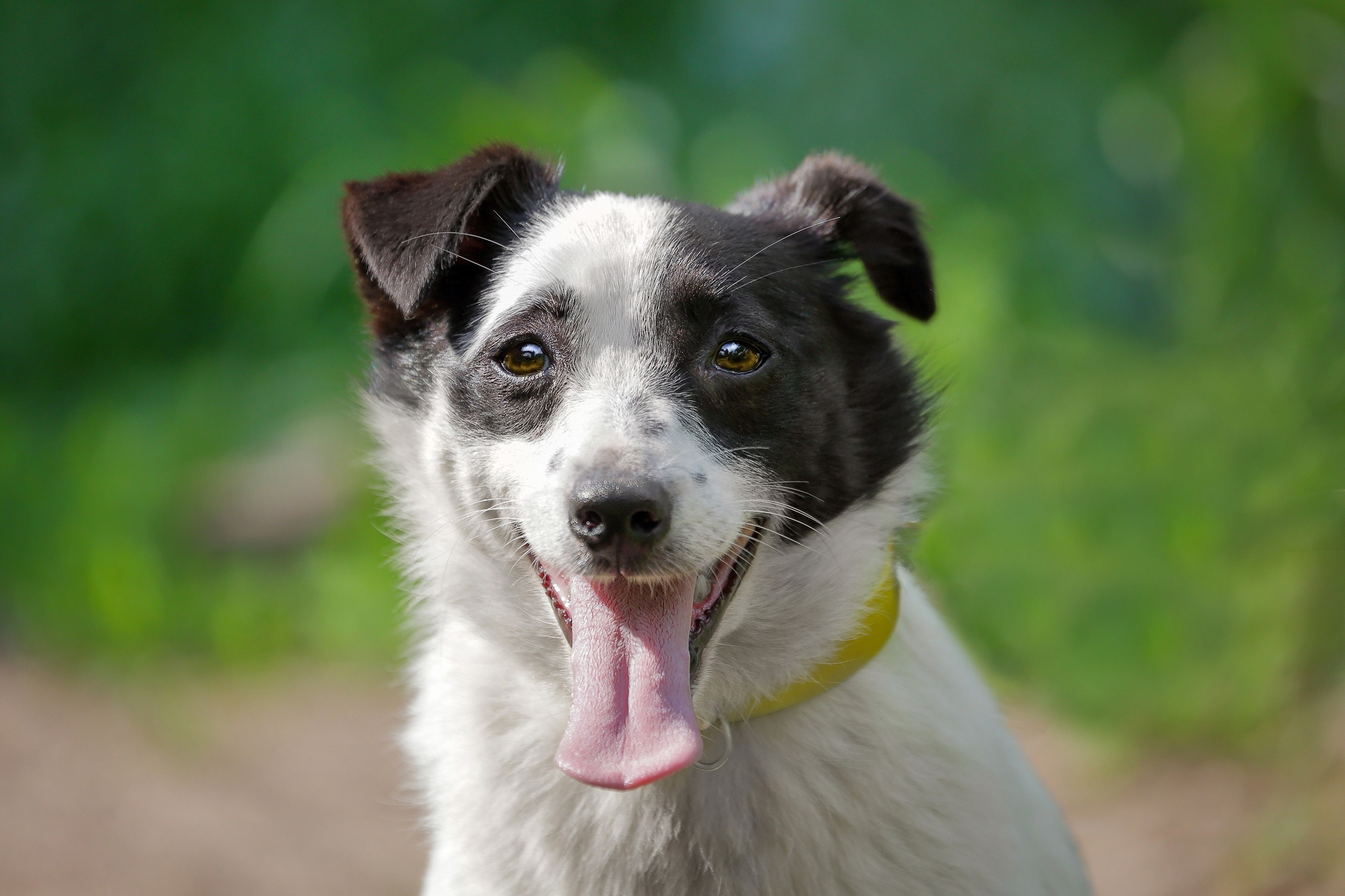 Собаки. Портреты. Irenephoto.ru