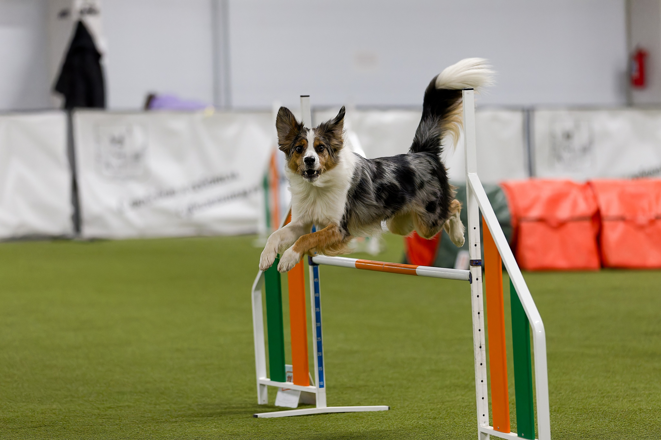 Кубок Пёсбурга 2025. Irenephoto.ru