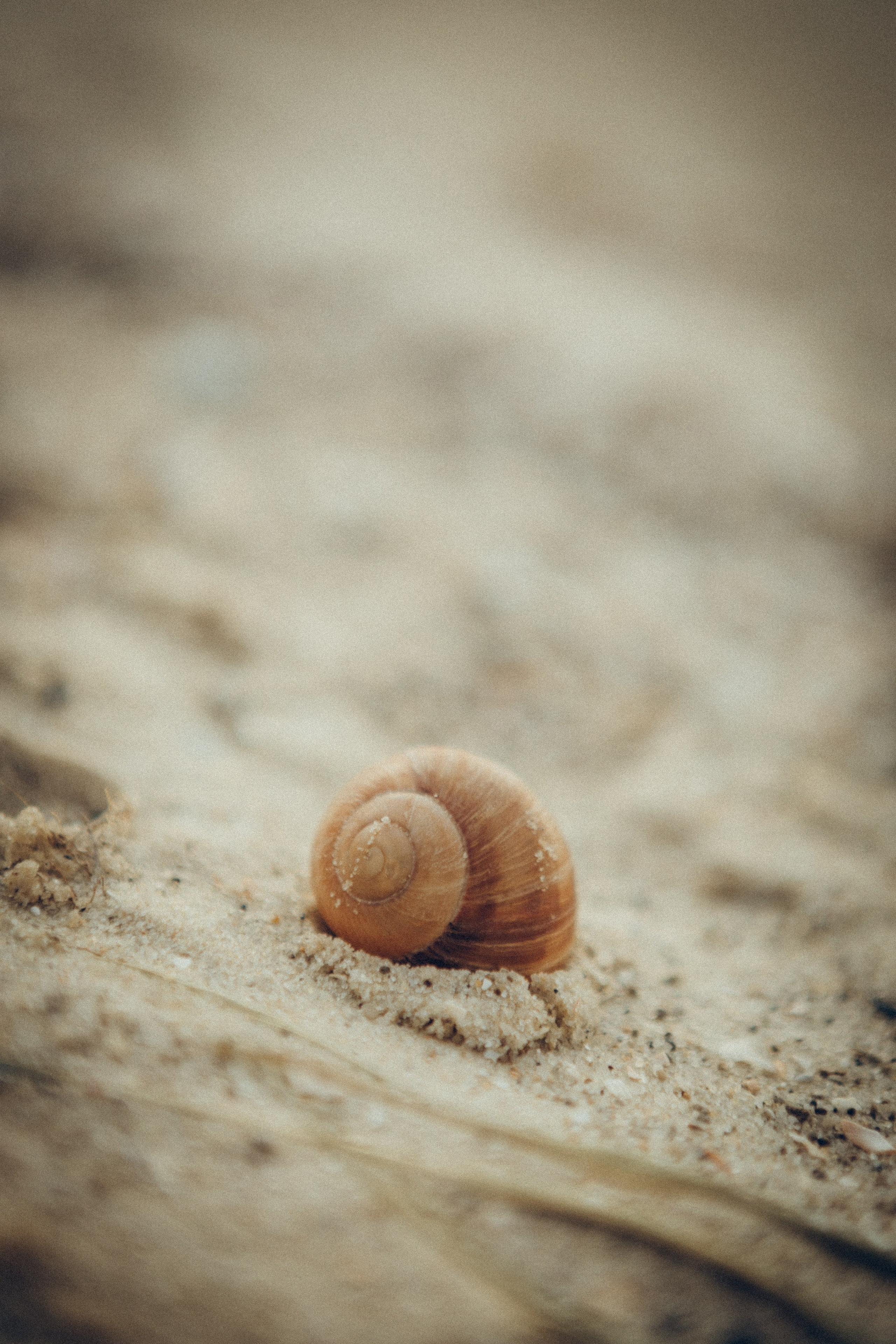 Виктория & Денис. Семейный фотограф и фотограф на роды в Ростове-на-Дону Мухина Виктория