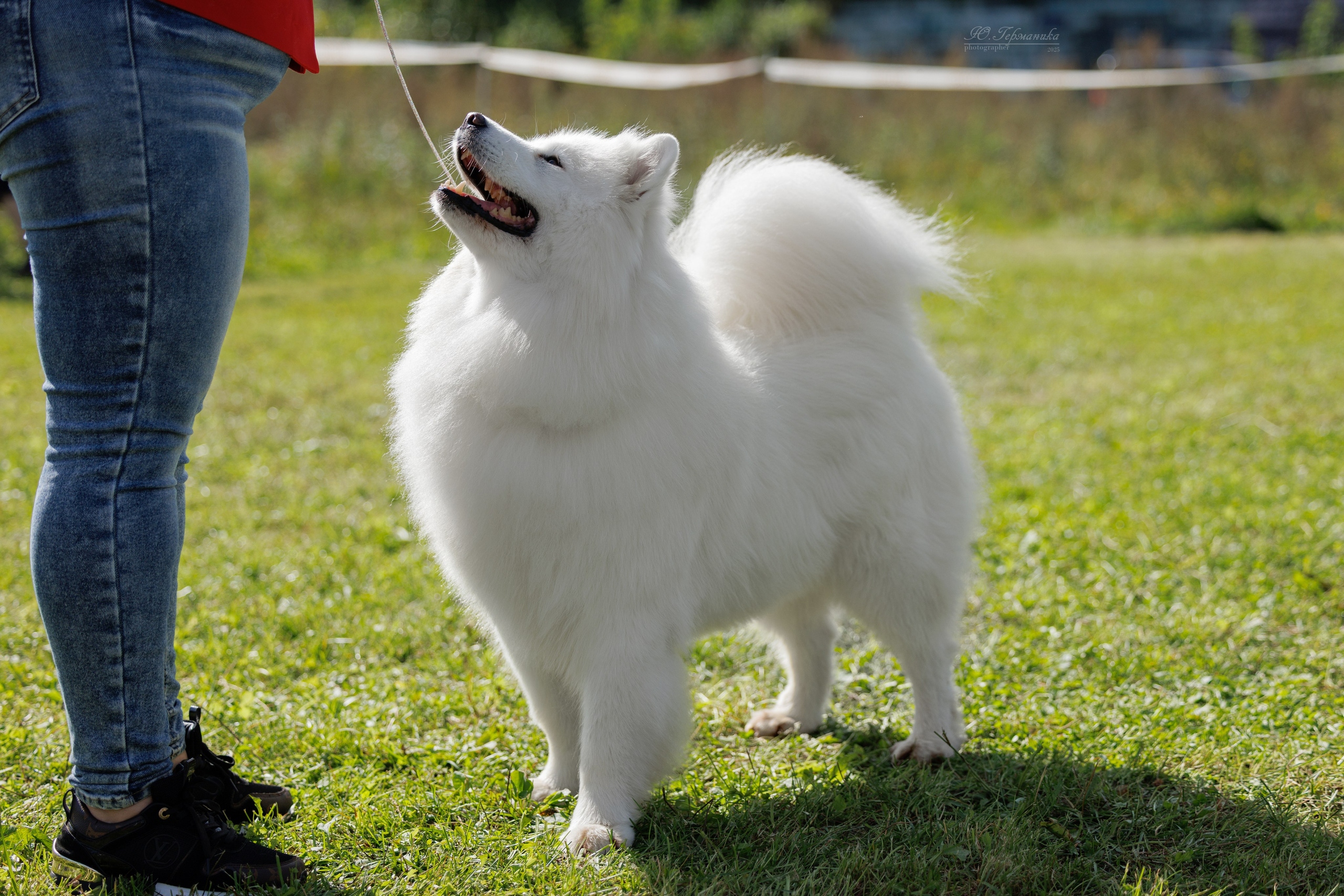 Зеленоград 13.09.2025. Фотограф-анималист Юлия Германика