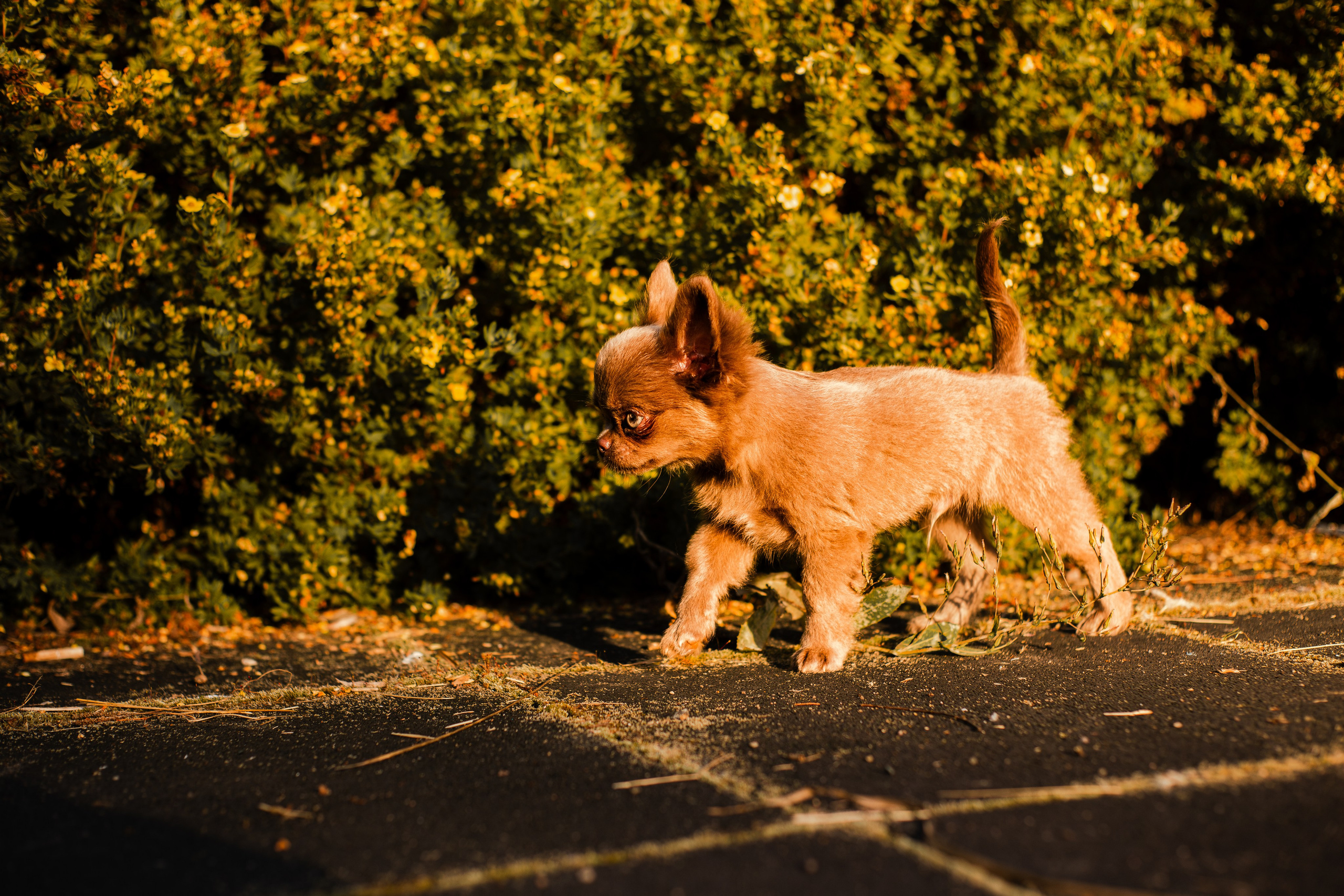 Варя и Фунтик. Фотограф-анималист Мария Баркевич | Москва