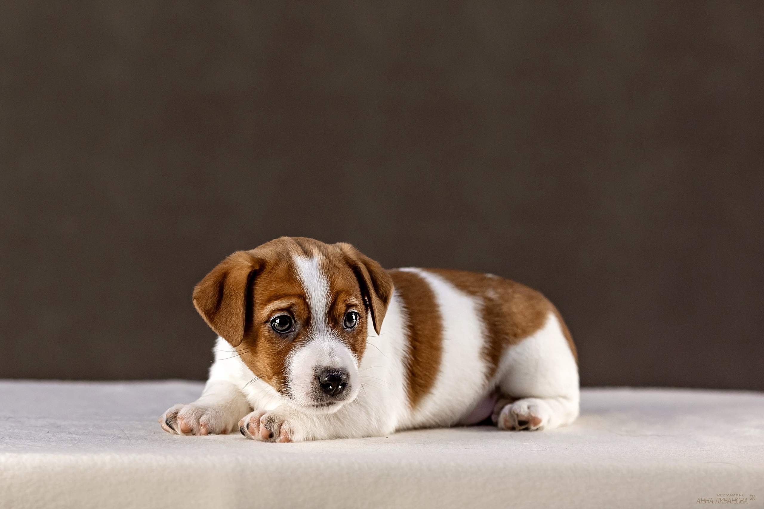 Джек расселы. Фотограф анималист Аня Ливанова | Рыбинск