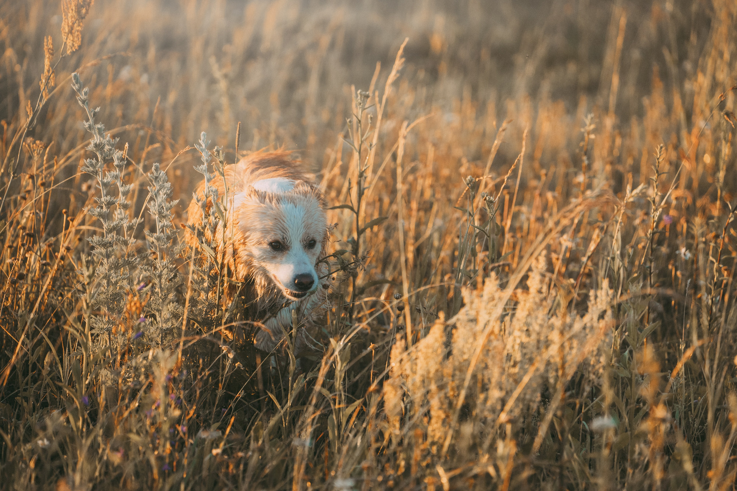 Рина и Марси. Фотограф анималист в Москве и Санкт-Петербурге Свиридова Анна