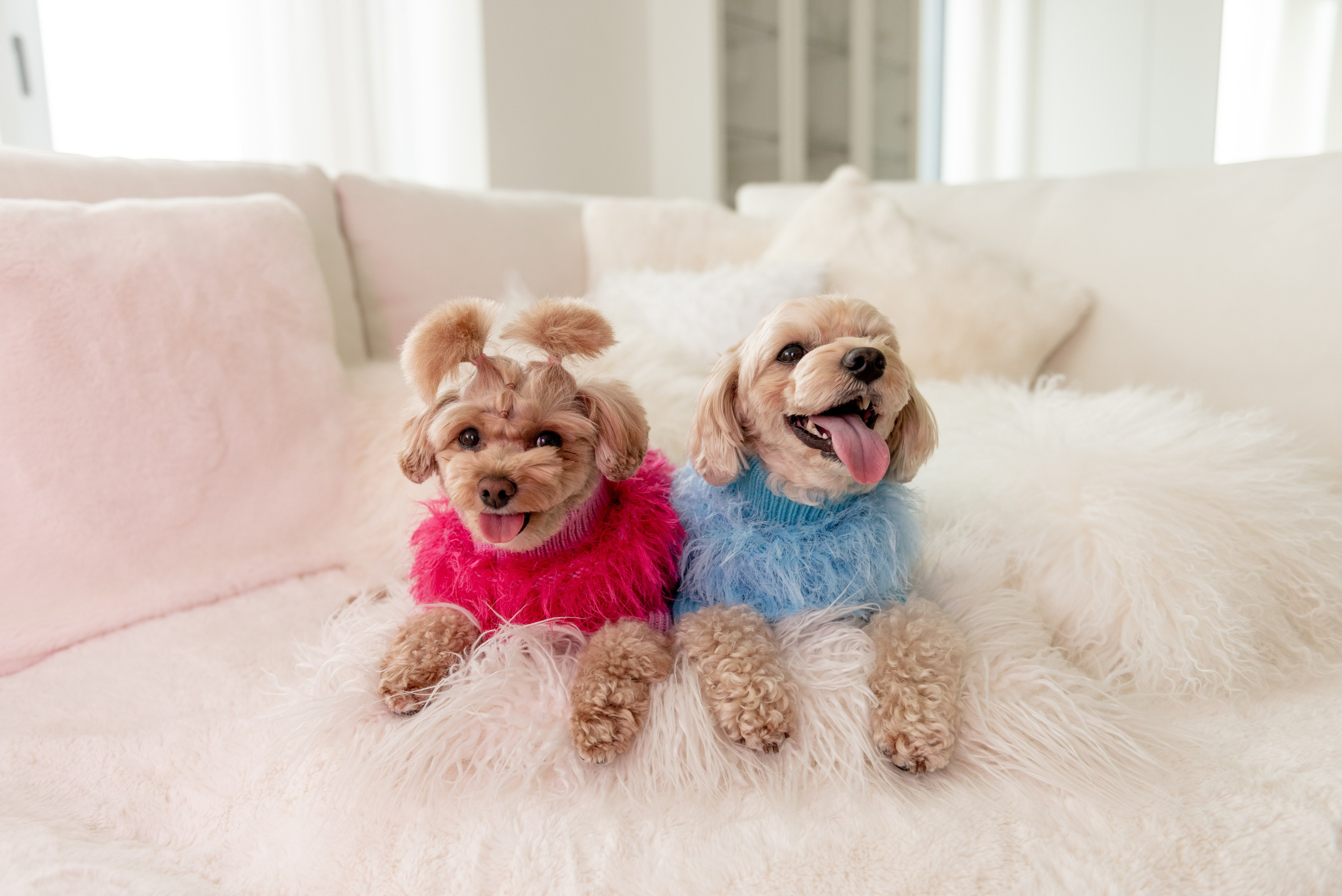 Pets. Фотограф в Москве Daria Lens