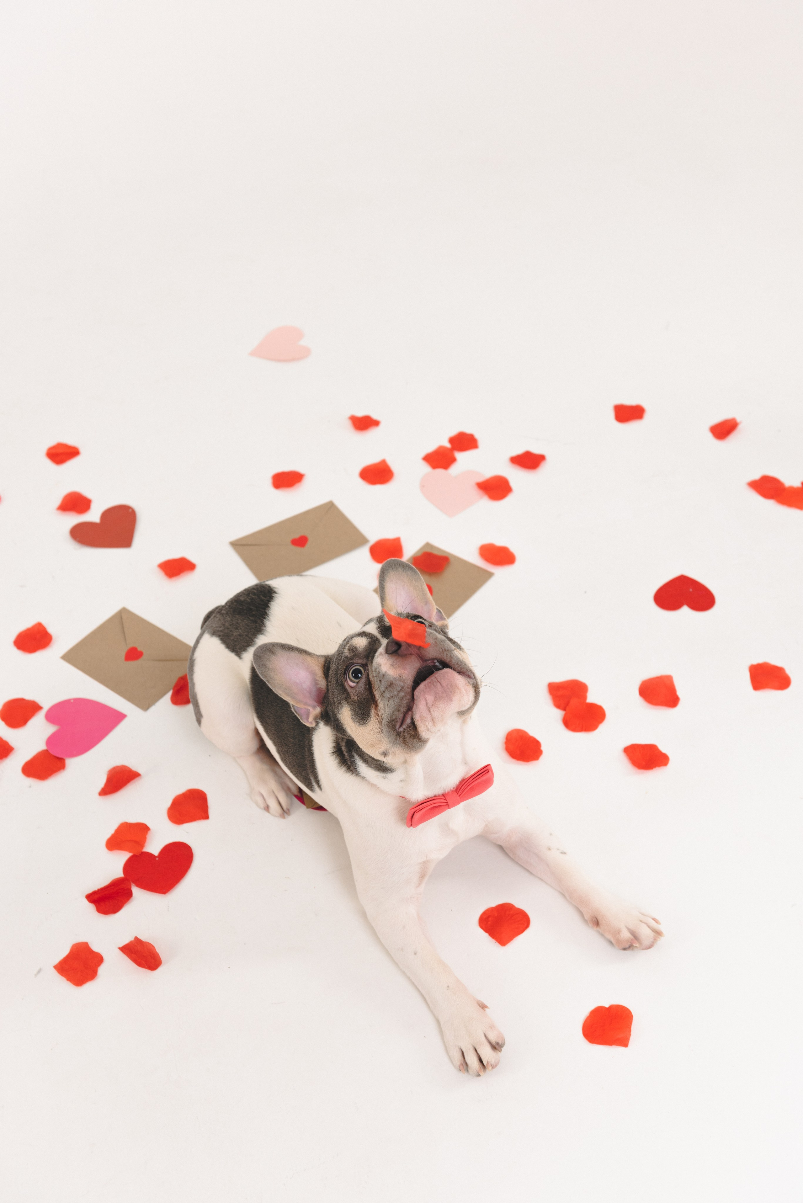 Pets. Фотограф в Москве Daria Lens