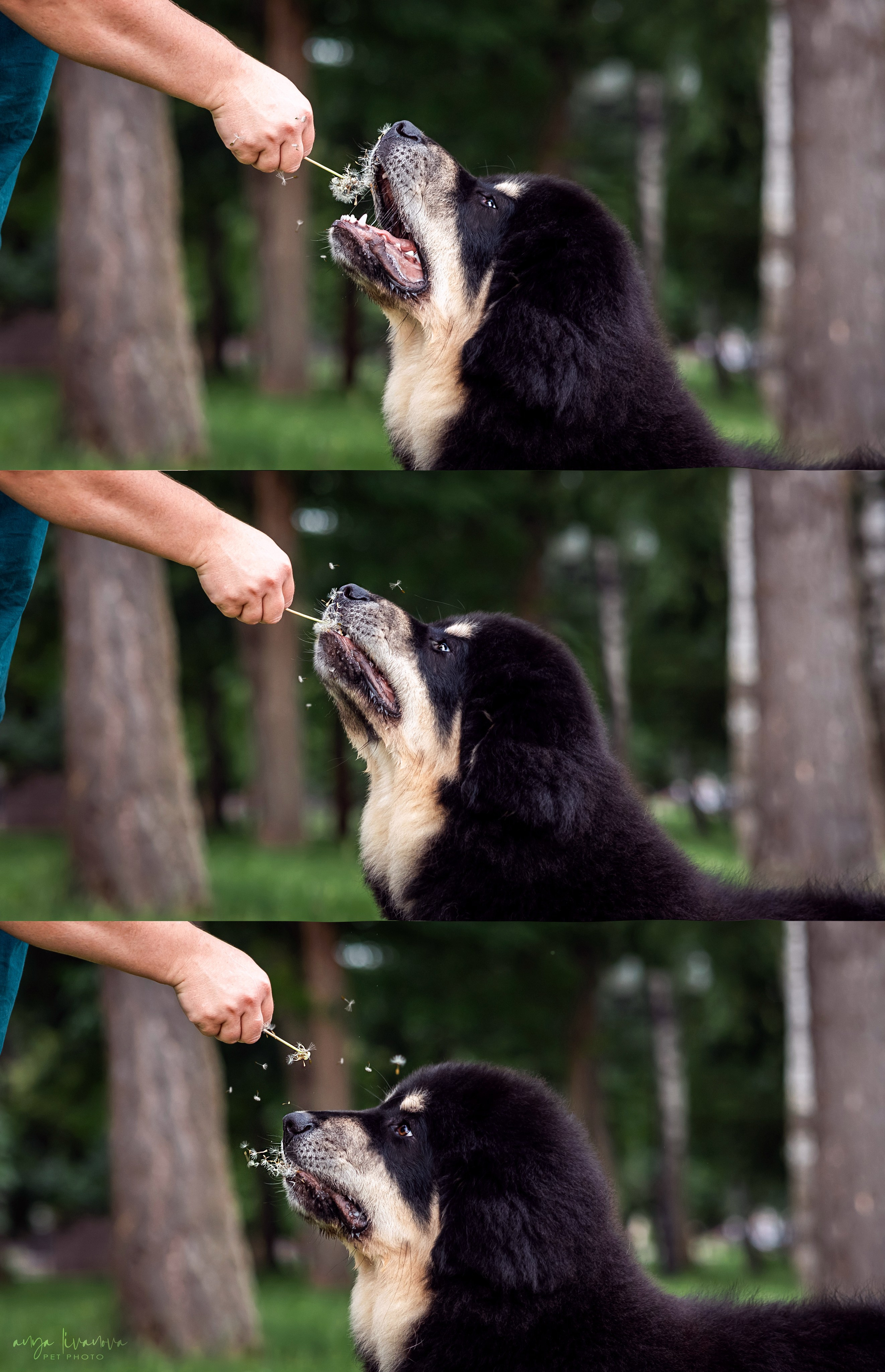 Лео. Фотограф анималист Аня Ливанова | Рыбинск