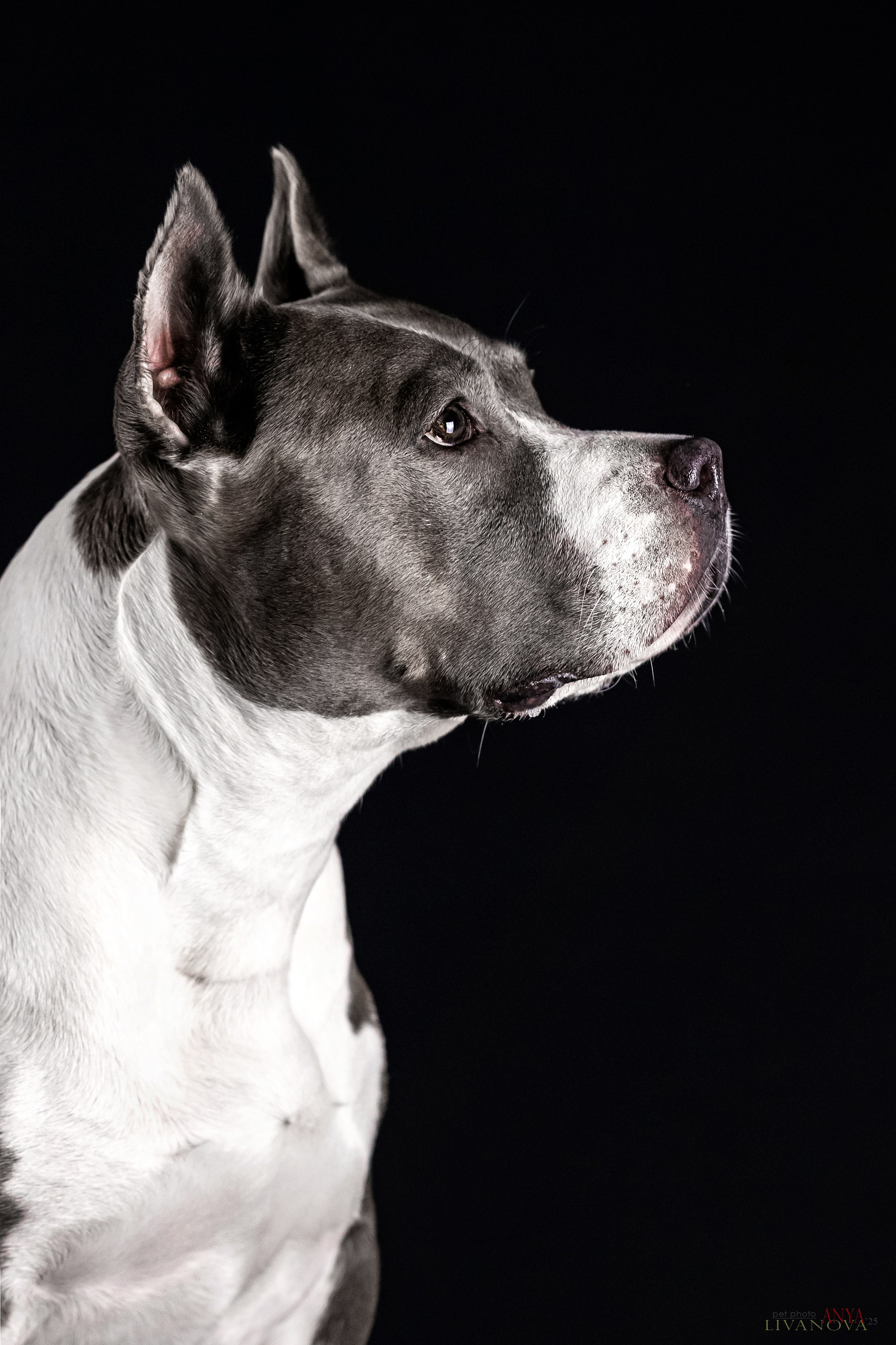 Дэля. Фотограф анималист Аня Ливанова | Рыбинск